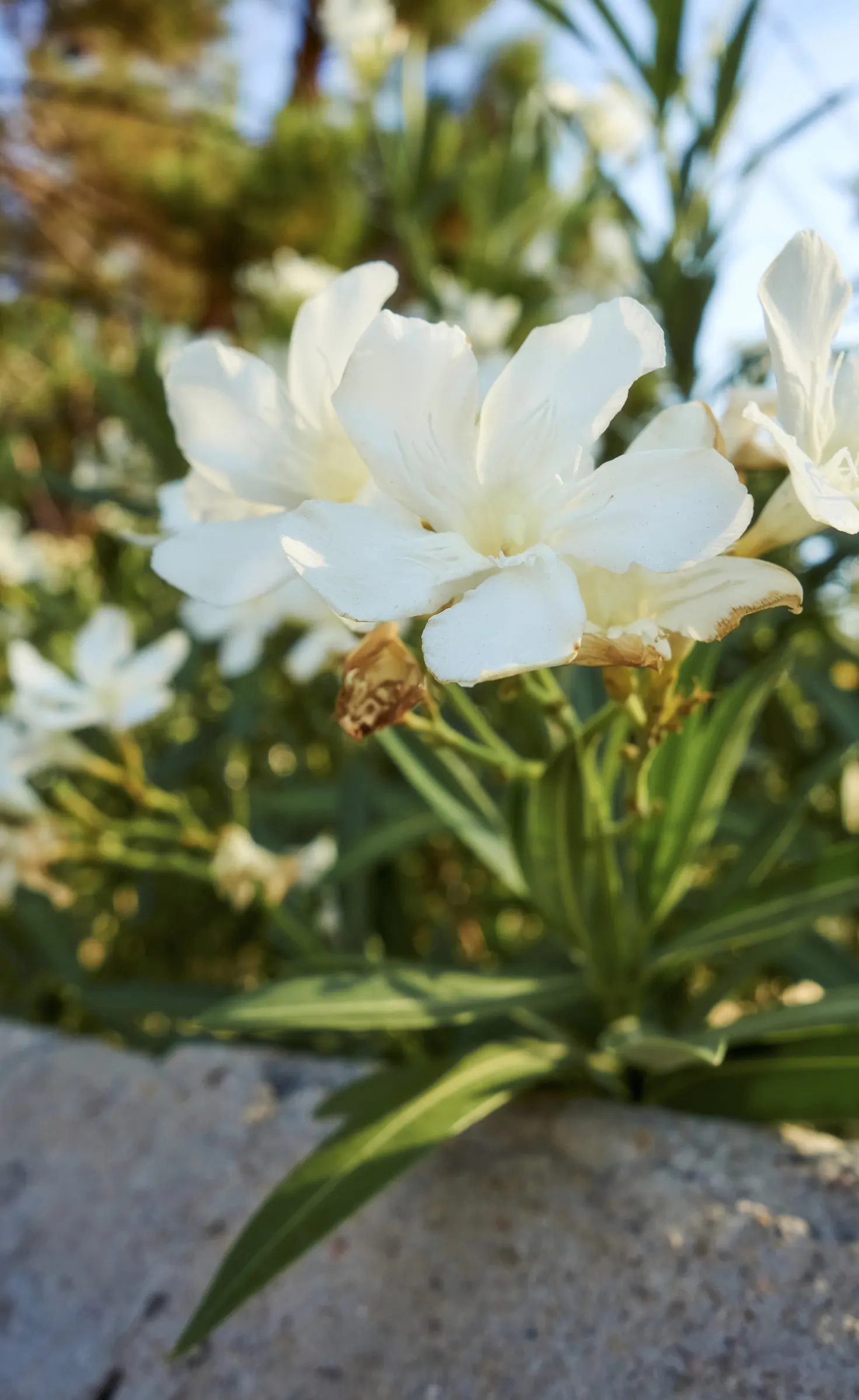 Oleander (Nerium Oleander) — being somewhat drought-tolerant once established; the Oleander is well adapted to warm climates and is hardy in USDA, image 59