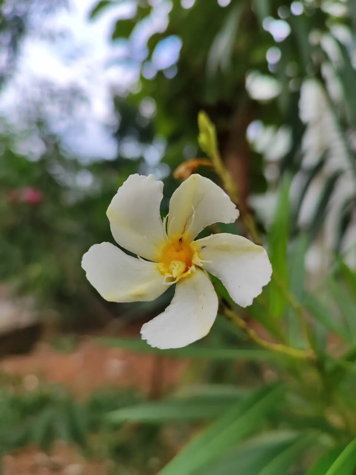 Oleander (Nerium Oleander) — vibrant flowers and dark green; additionally, minimal contact is advised as the sap can cause skin irritation in, image 51