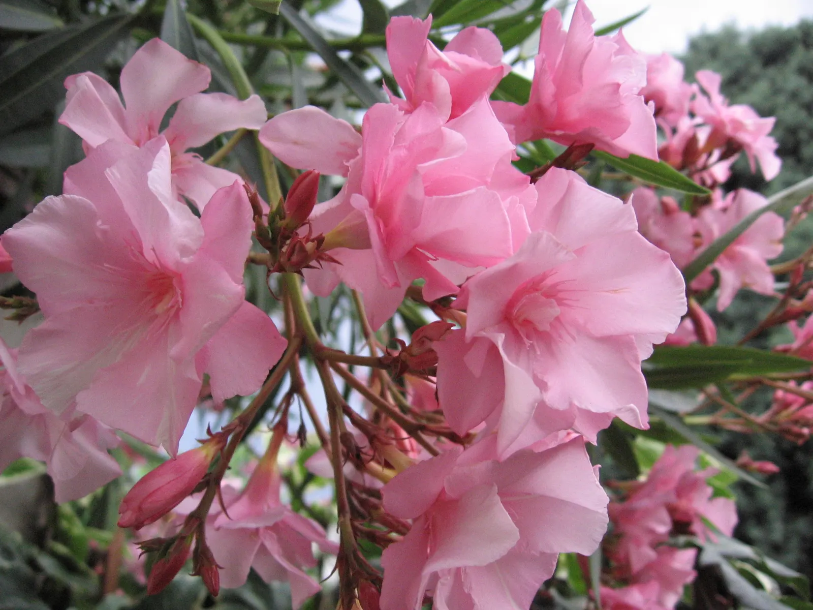 Oleander (Nerium Oleander) — is an evergreen shrub averaging 8-12 ft in height with a spread of 10 ft; the Oleander is well adapted to warm, image 44