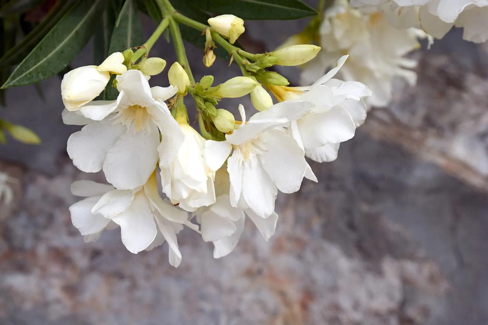 Oleander (Nerium Oleander) — Additionally, minimal contact is advised as the sap can cause skin irritation in sensitive individuals
