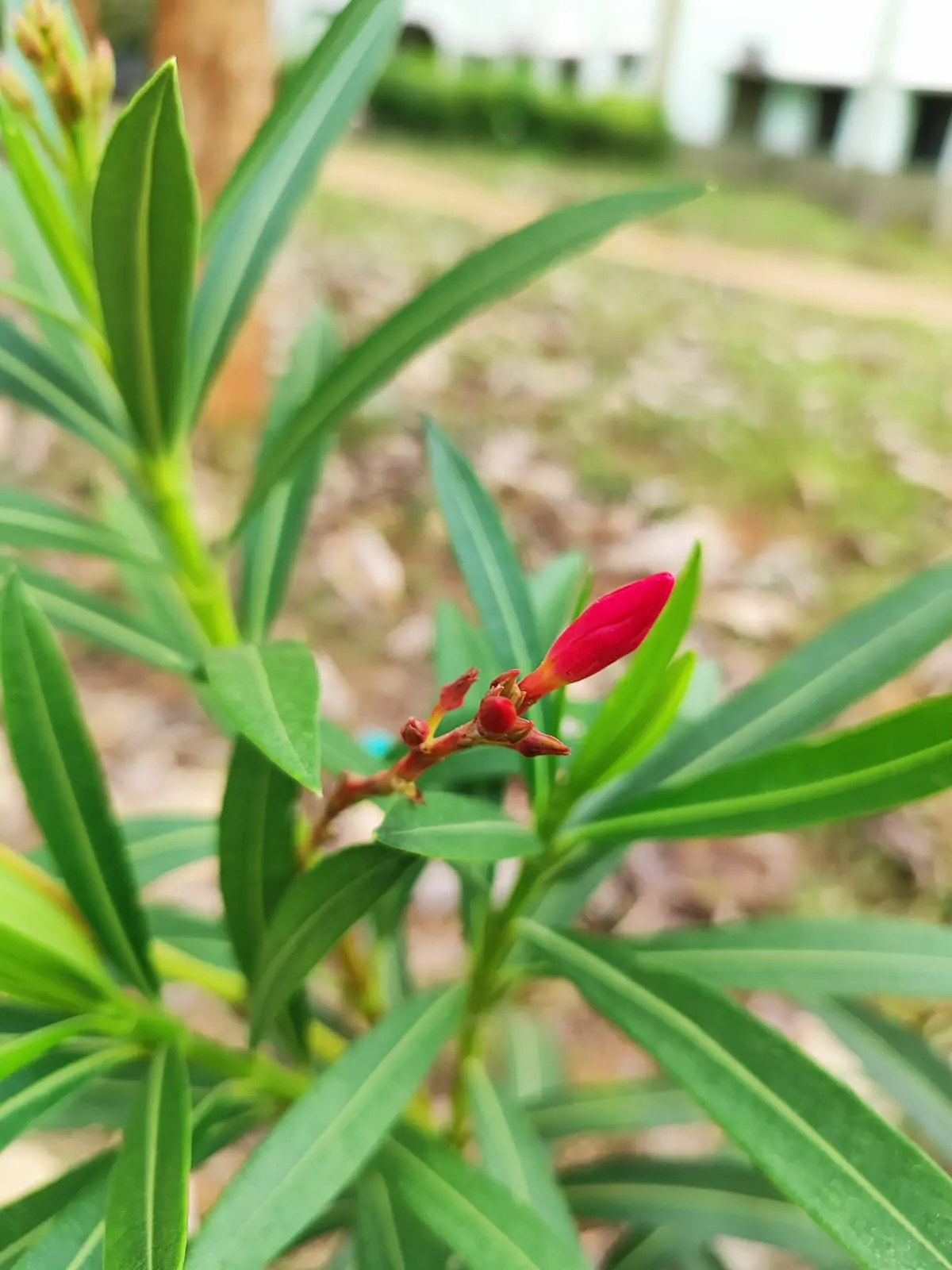 Oleander (Nerium Oleander) — being somewhat drought-tolerant once established