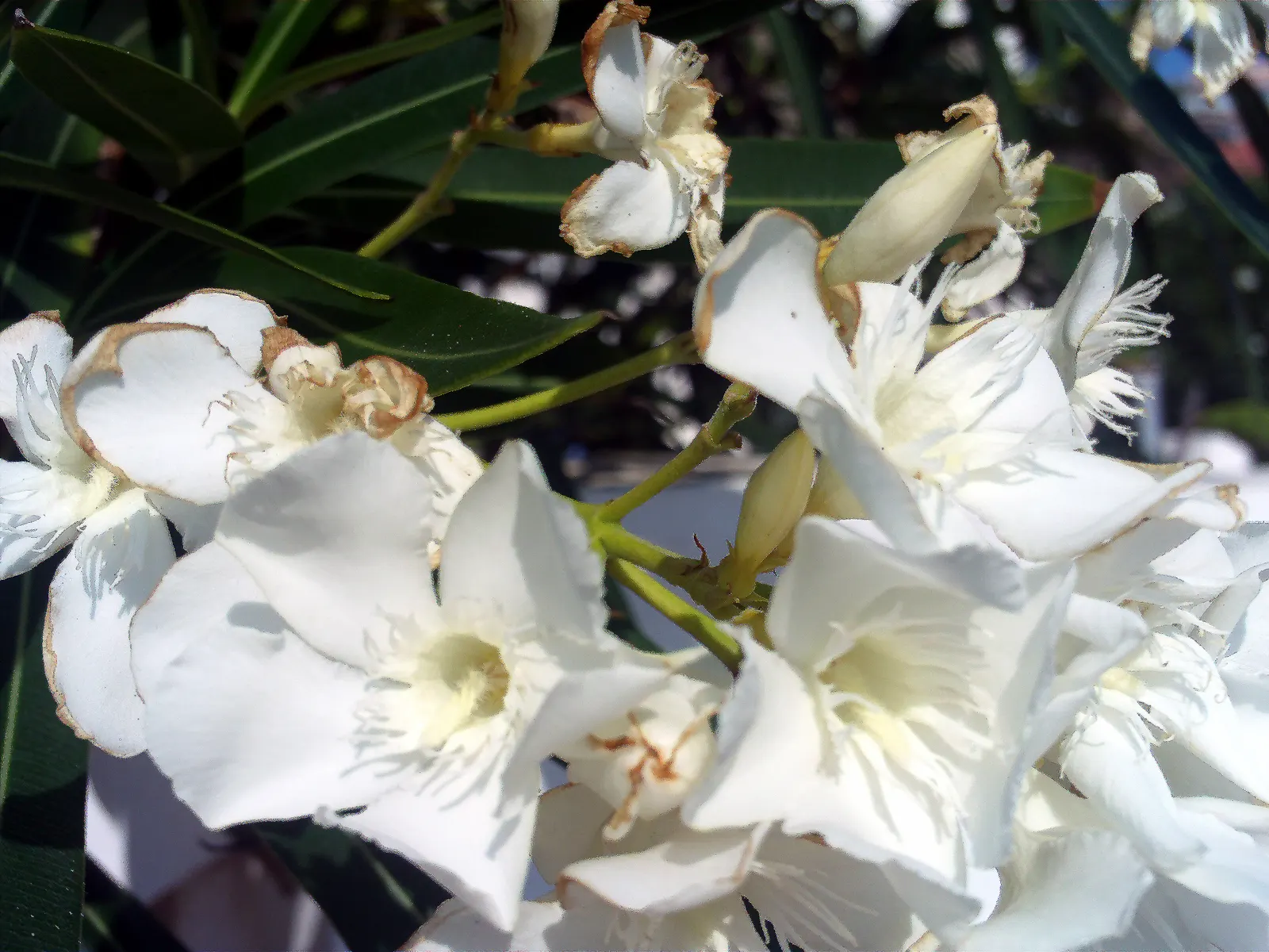 Oleander (Nerium Oleander) — being somewhat drought-tolerant once established; the Oleander is well adapted to warm climates and is hardy in USDA, image 101