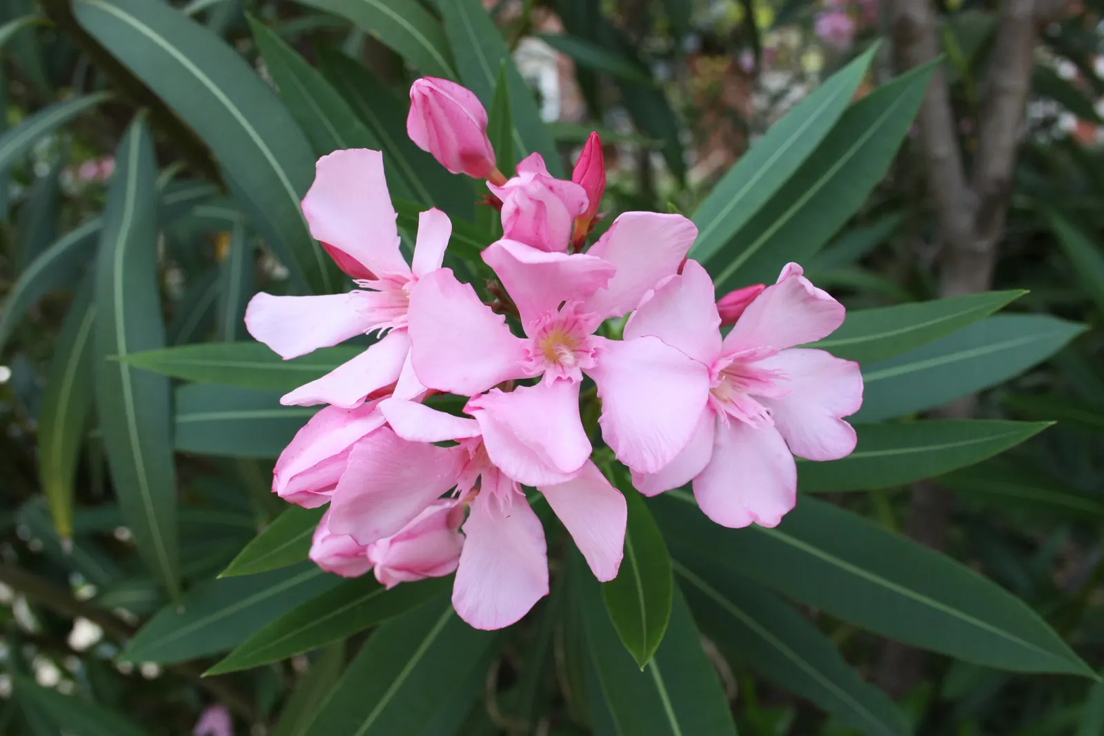 Oleander (Nerium Oleander) — is an eye-catching evergreen shrub renowned for its bountiful