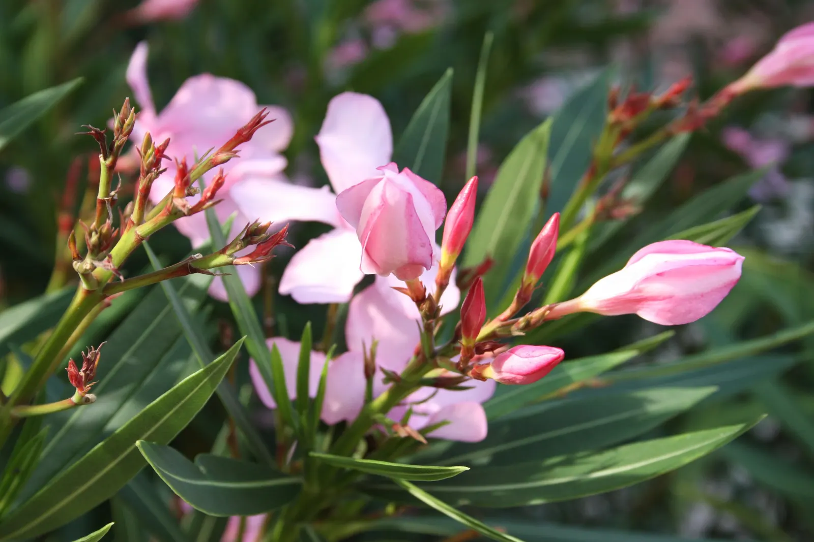 Oleander (Nerium Oleander) — This versatile plant can flourish up to heights of 8 to 12 feet and spread out to an impressive 6 to 10 feet