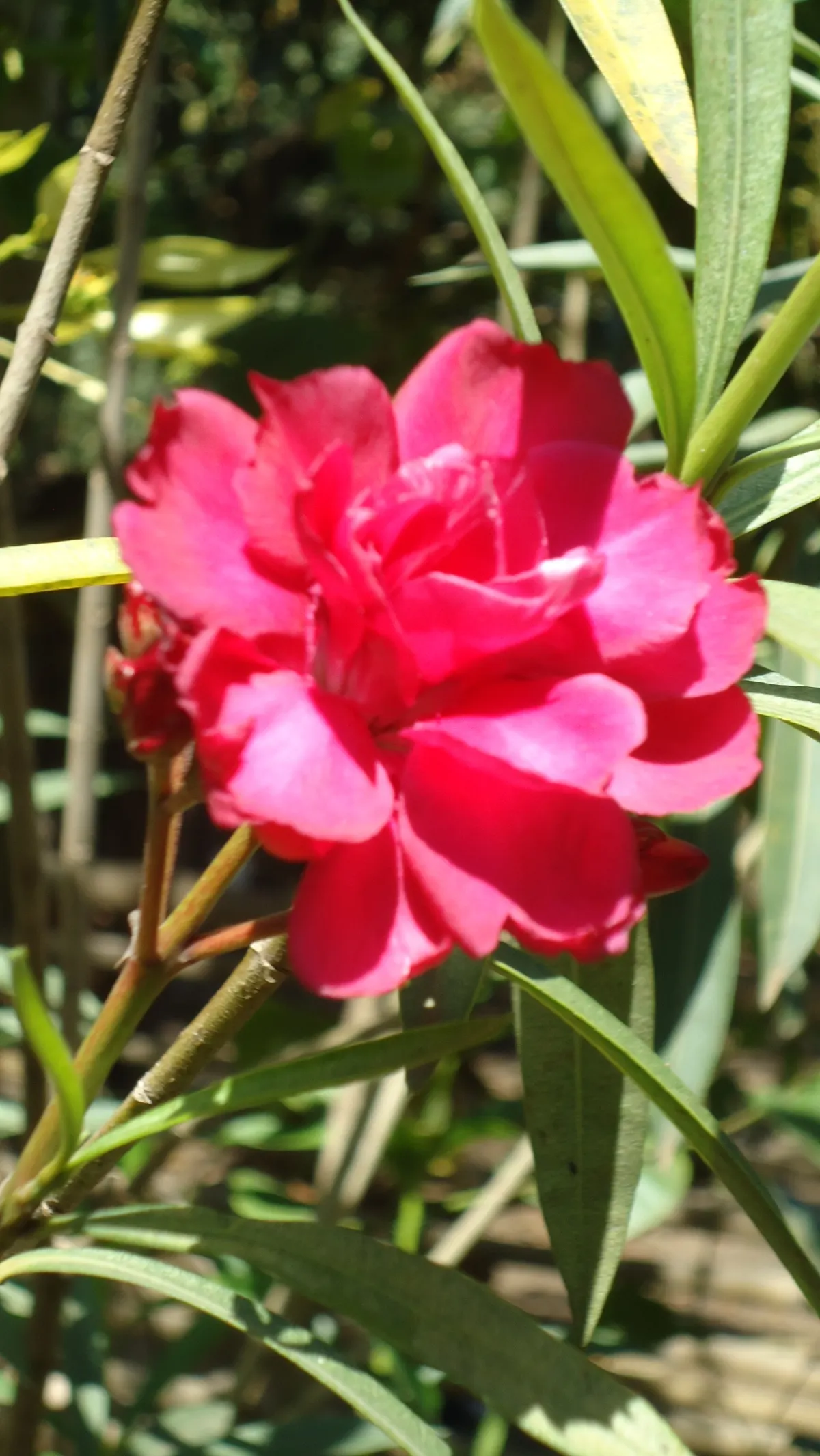 Oleander (Nerium Oleander) — Ideal for hedges or ornamental screens; additionally, minimal contact is advised as the sap can cause skin irritation, image 48