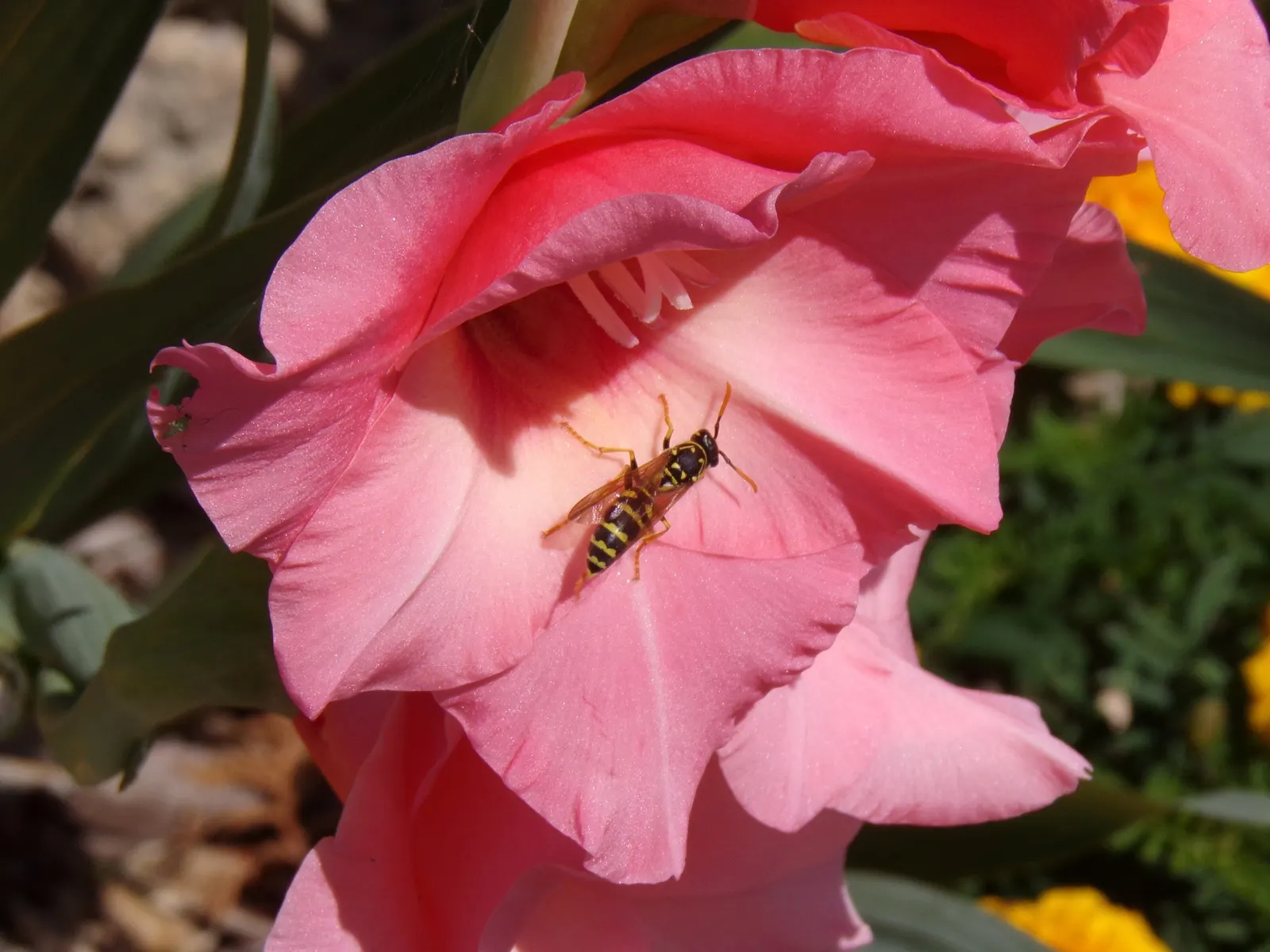 Oleander (Nerium Oleander) — Its trumpet-shaped blooms