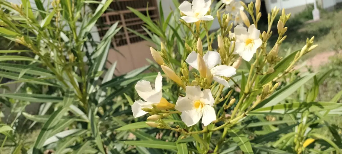 Oleander (Nerium Oleander) — it is essential to consider their sunlight and water needs; additionally, minimal contact is advised as the sap can, image 57