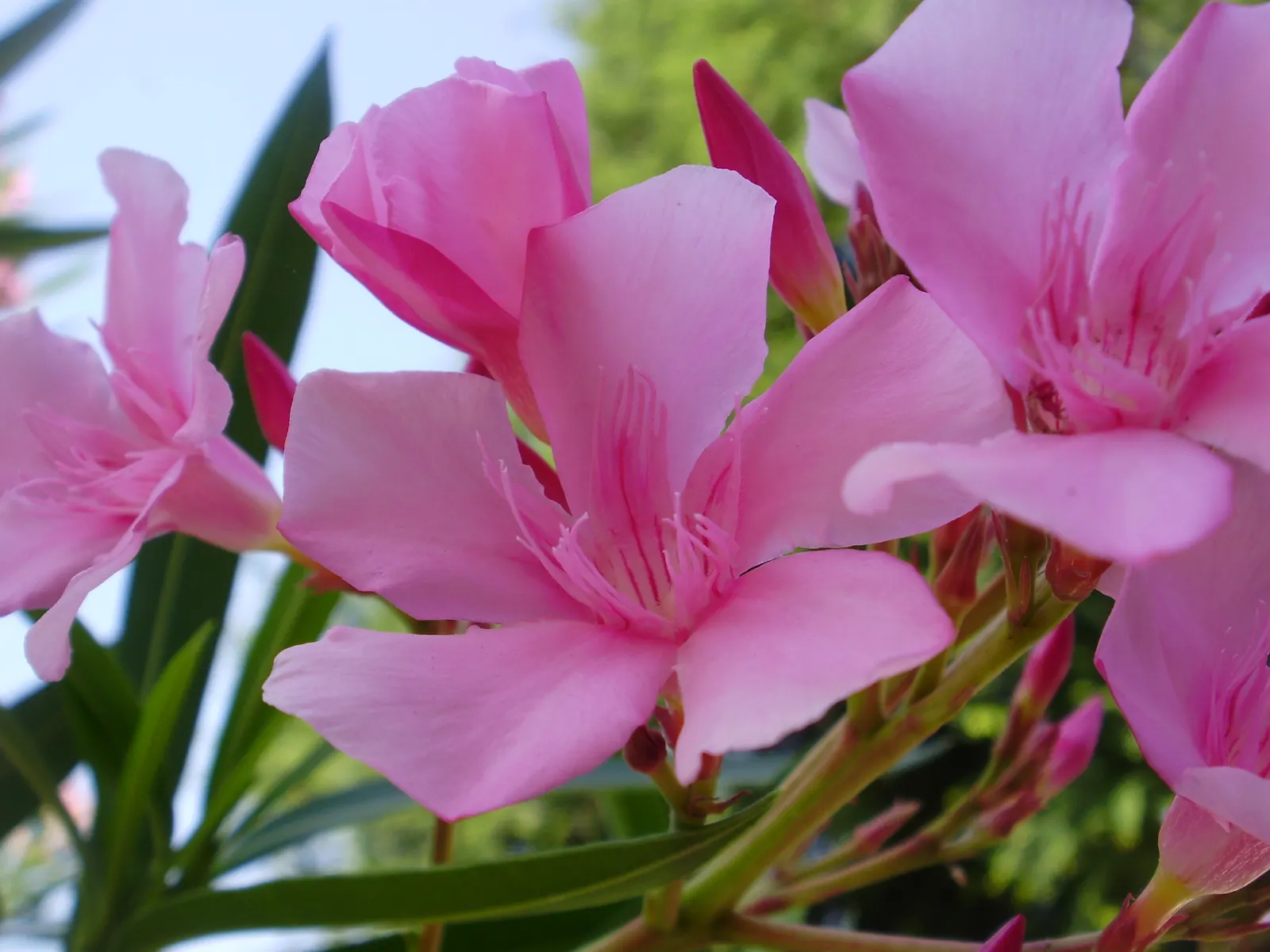 Oleander (Nerium Oleander) — shrub for full or half