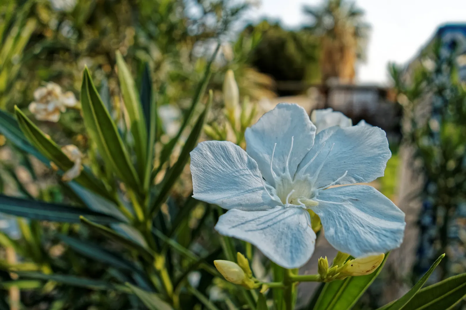 Oleander (Nerium Oleander) — red flowers in the garden