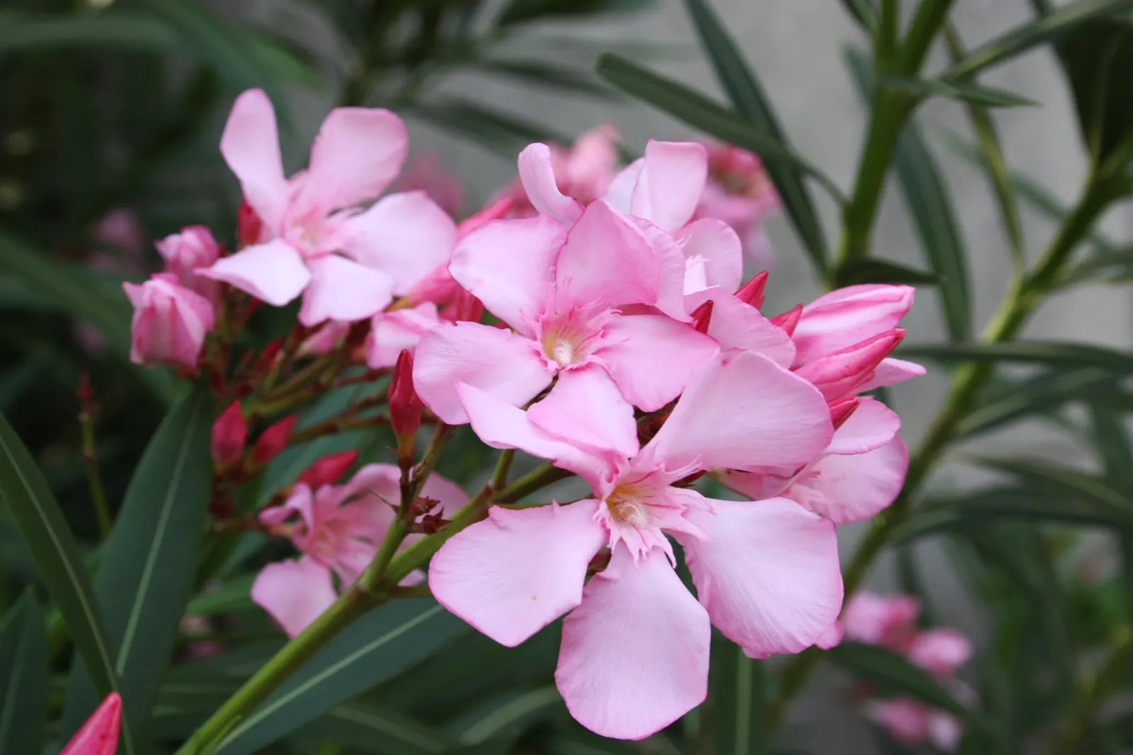 Oleander (Nerium Oleander) — vibrant flowers and dark green
