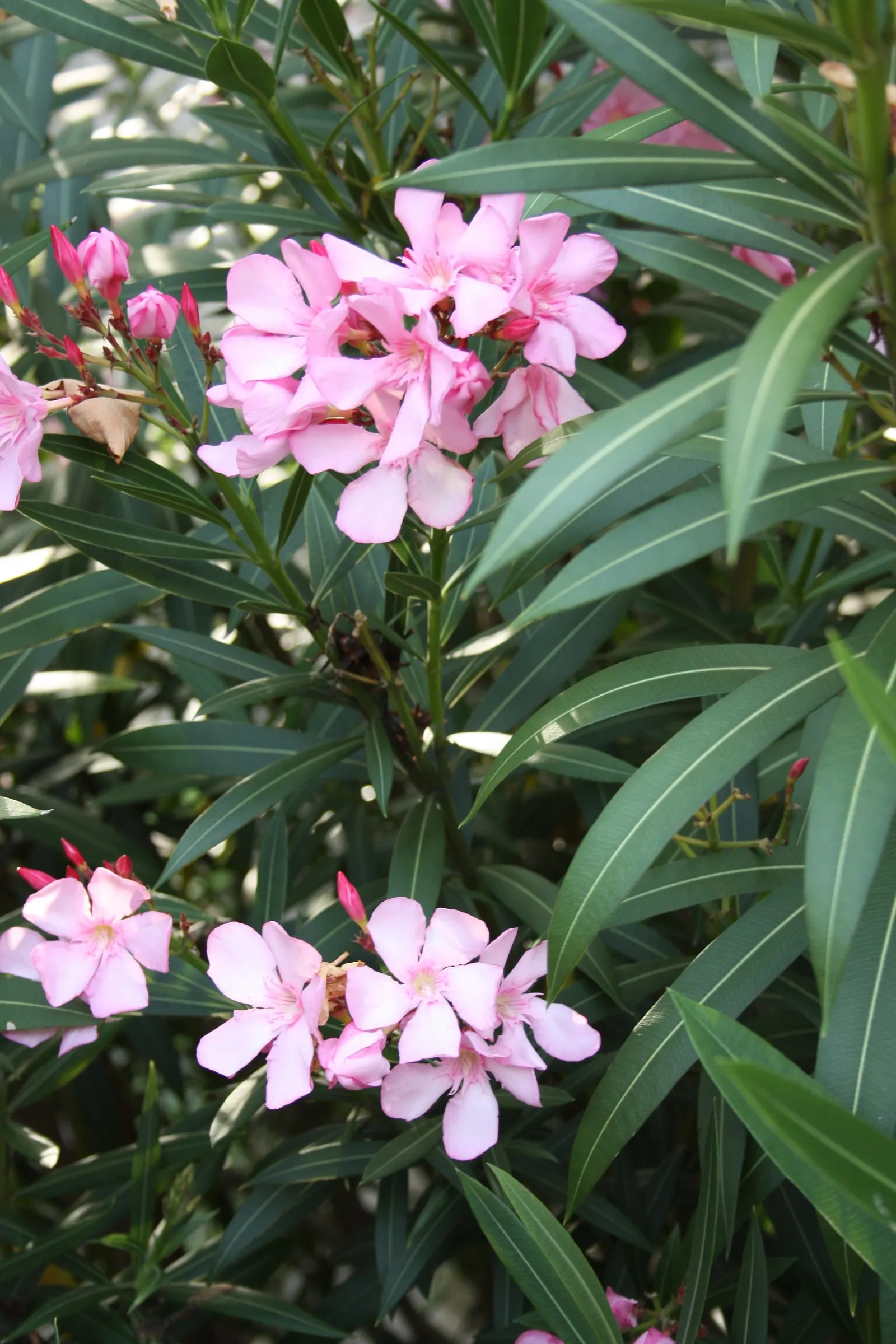 Oleander (Nerium Oleander) — It showcases lance-shaped leaves and clusters of fragrant flowers in shades of pink, red, or white
