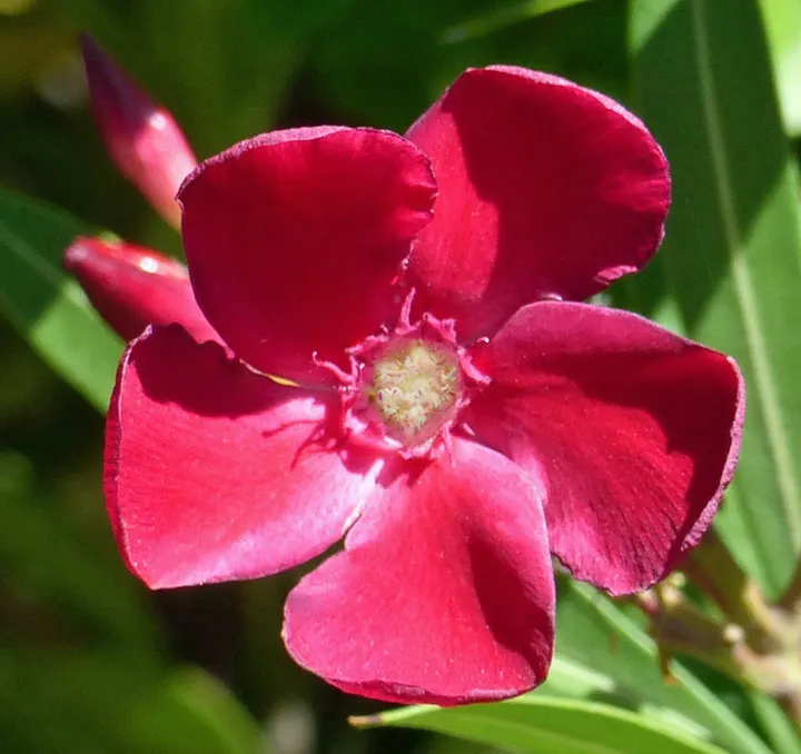 Oleander (Nerium Oleander) — commonly known as Oleander; although hardy in USDA zones 8-10, it is toxic if ingested, image 43