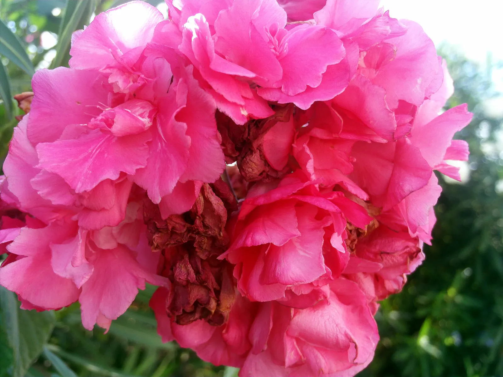 Oleander (Nerium Oleander) — They prefer full sun to partial shade settings and require moderate watering; although hardy in USDA zones 8-10, it is, image 100