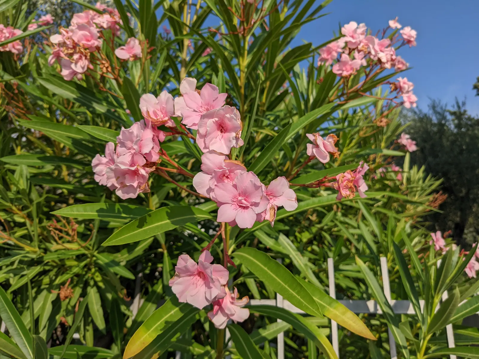 Oleander (Nerium Oleander) — the Oleander is well adapted to warm climates and is hardy in USDA zones 8 through 10