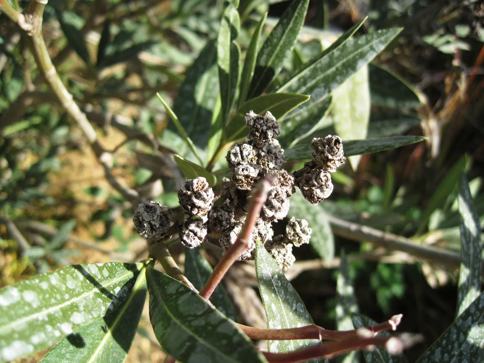 Oleander (Nerium Oleander) — Additionally, minimal contact is advised as the sap can cause skin irritation in sensitive individuals, image 102