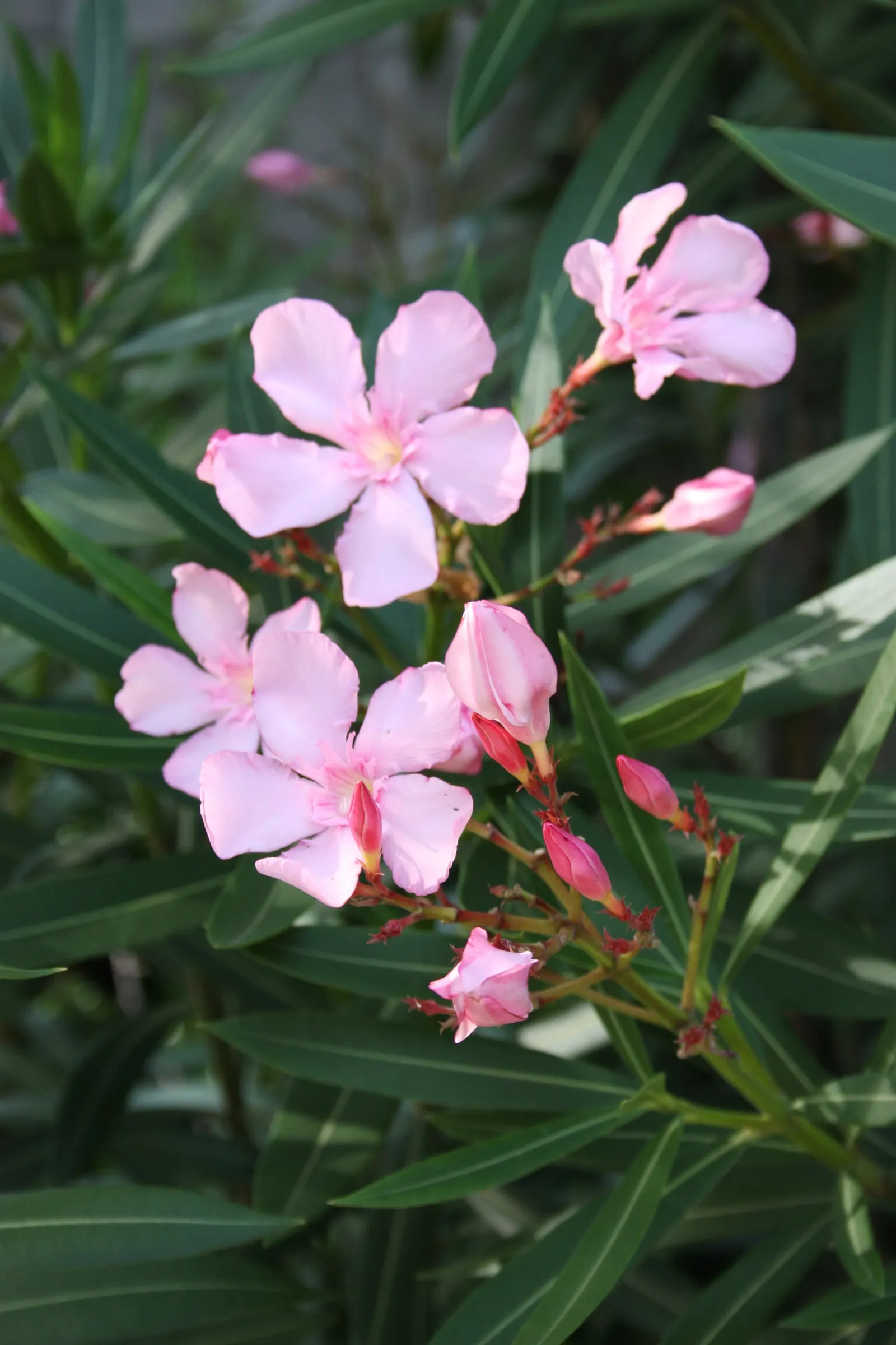 Oleander (Nerium Oleander) — Ideal for hedges or ornamental screens