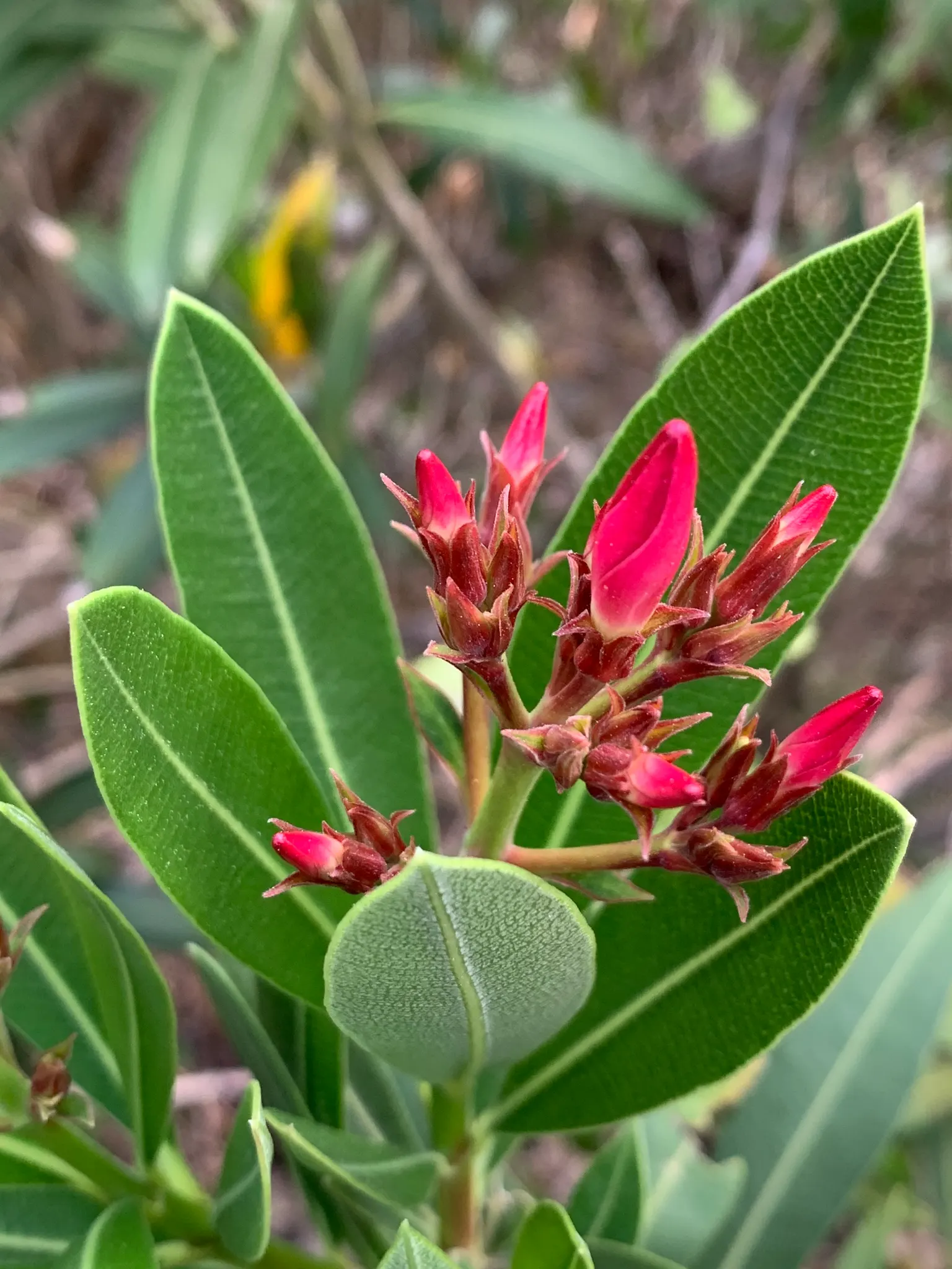 Oleander (Nerium Oleander) — Its trumpet-shaped blooms; additionally, minimal contact is advised as the sap can cause skin irritation in sensitive, image 54