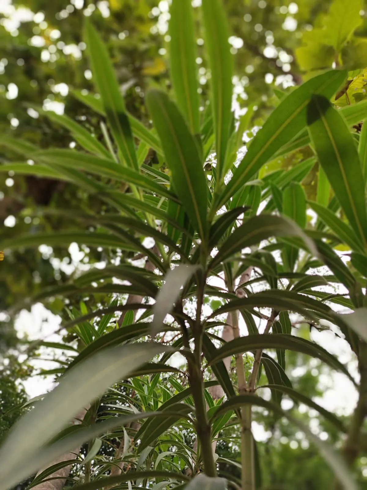 Oleander (Nerium Oleander) — shrub with red blooms