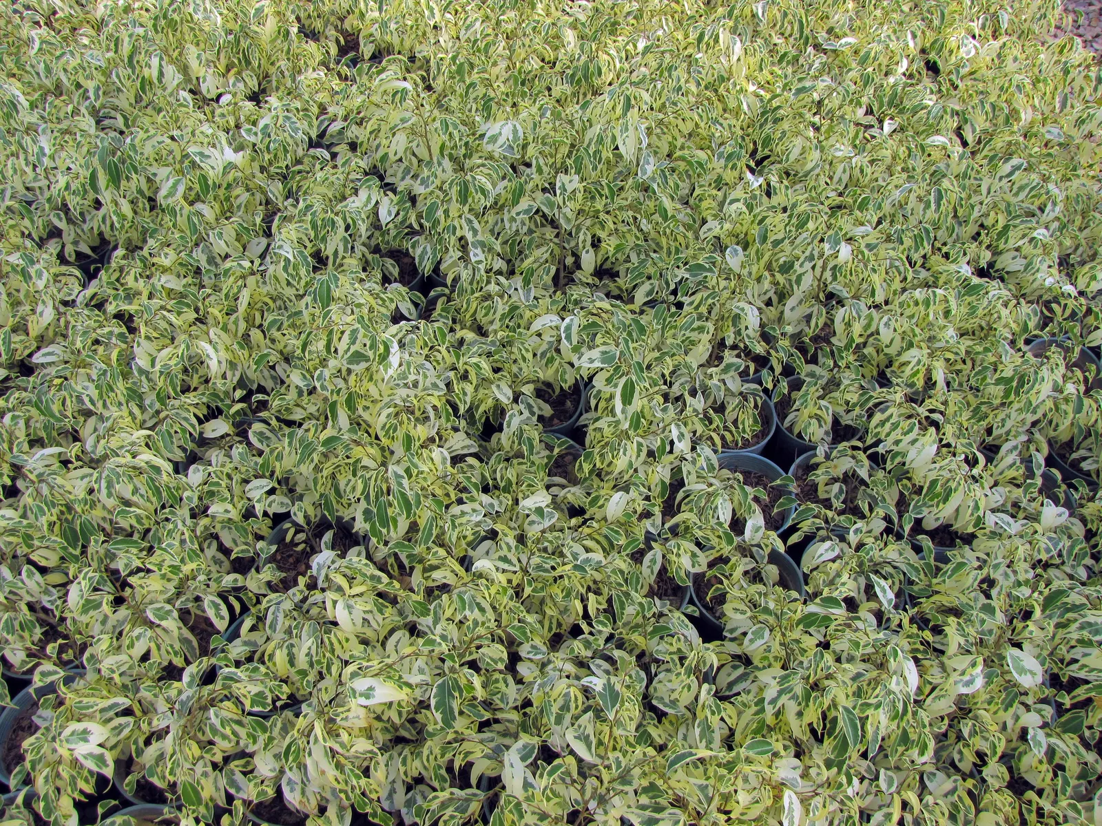 Variegated Weeping Banyon (Ficus Benjamina 'Variegata') — the tree benefits from regular feeding with a balanced