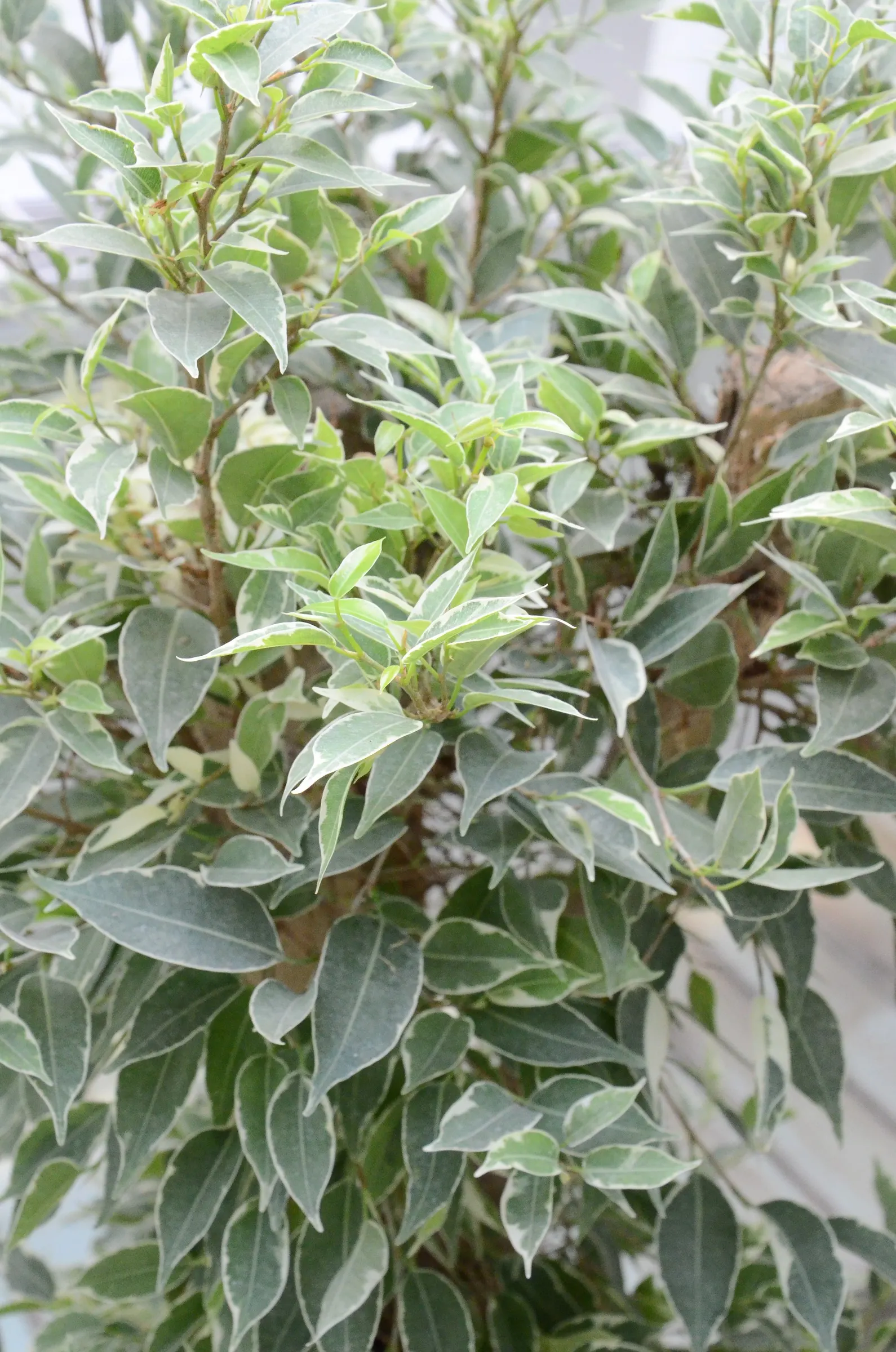 Variegated Weeping Banyon (Ficus Benjamina 'Variegata') — Thriving in bright, indirect light, this cultivar typically reaches 8 to 10 feet tall in, image 28