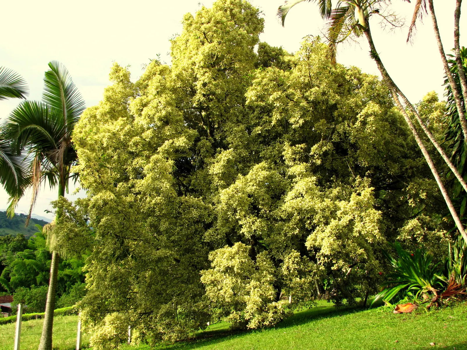 Variegated Weeping Banyon (Ficus Benjamina 'Variegata') — variegated leaves with creamy white borders