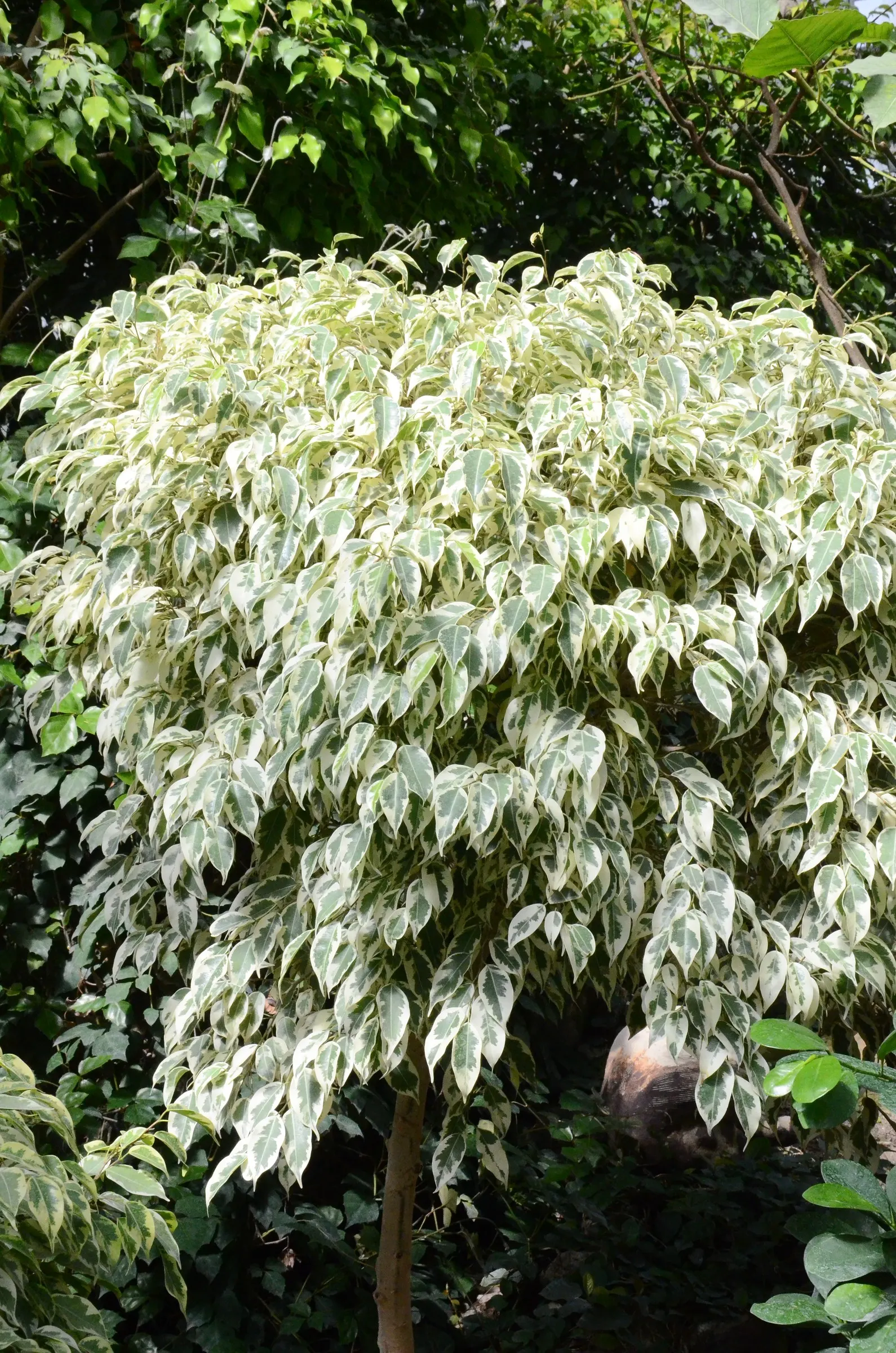 Variegated Weeping Banyon (Ficus Benjamina 'Variegata') — tree for full or half