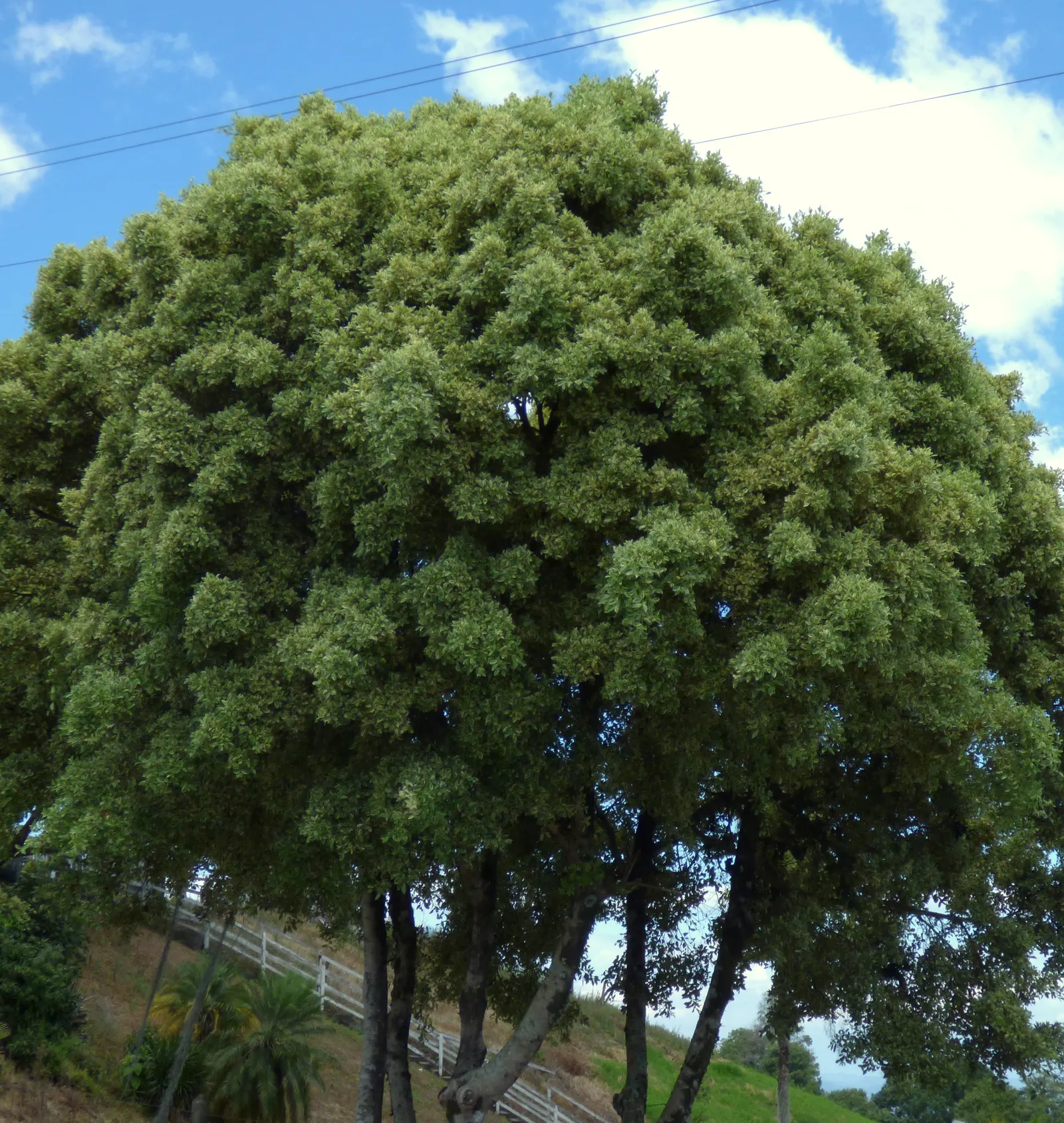 Variegated Weeping Banyon (Ficus Benjamina 'Variegata') — the Variegated Weeping Fig will be an exquisite addition to the client's garden
