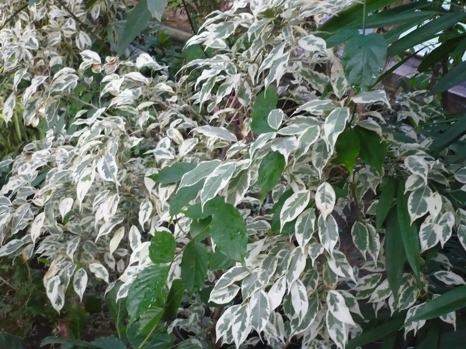 Variegated Weeping Banyon (Ficus Benjamina 'Variegata') — variegated leaves that feature a blend of cream