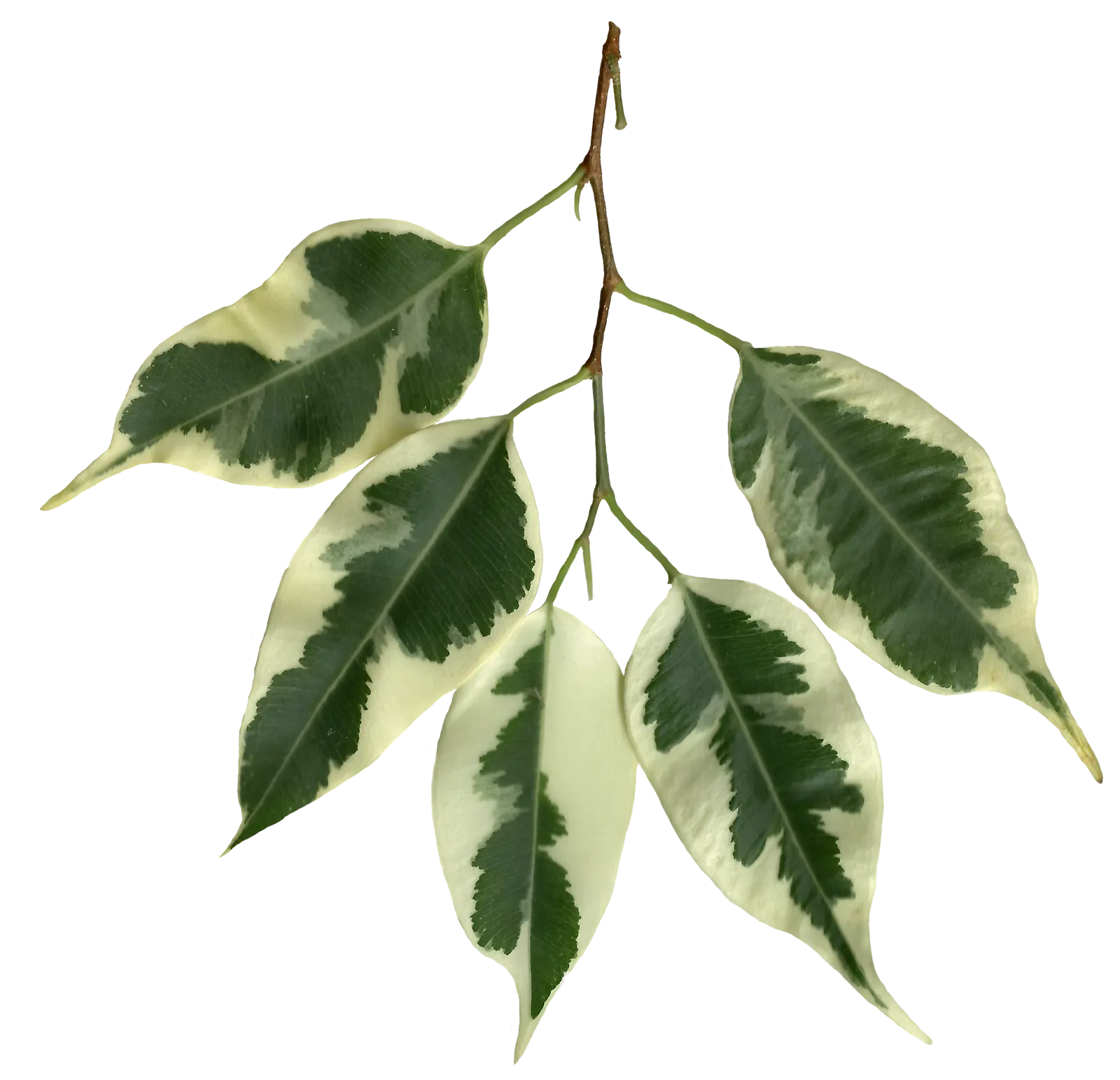 Variegated Weeping Banyon (Ficus Benjamina 'Variegata') — variegated leaves with creamy white borders; the tree benefits from regular feeding with a balanced