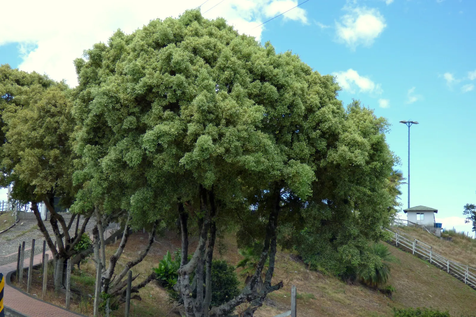 Variegated Weeping Banyon (Ficus Benjamina 'Variegata') — ideally during the growing season