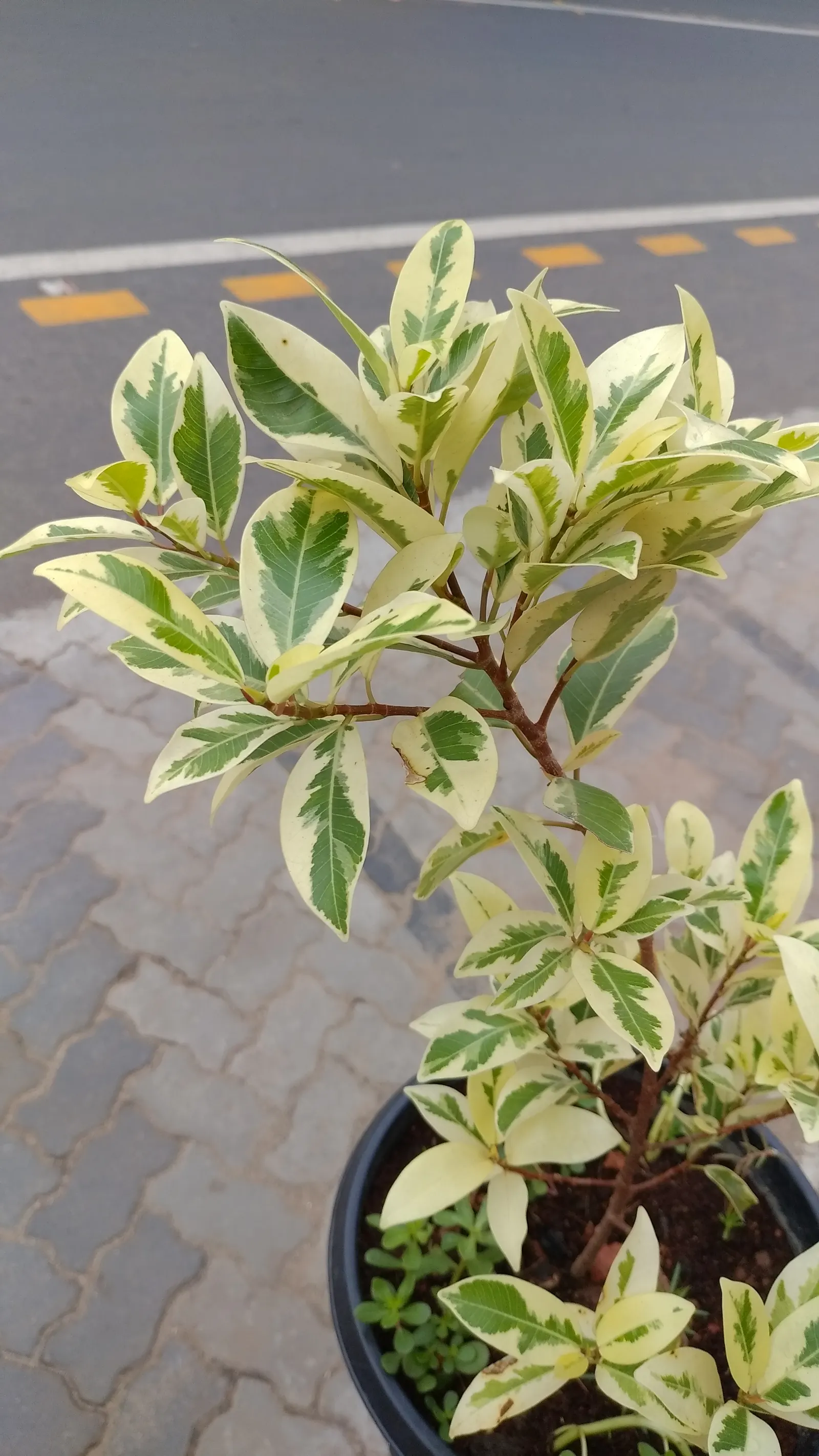 Variegated Weeping Banyon (Ficus Benjamina 'Variegata') — This ornamental tree is noted for its graceful; creating a lively contrast with the dark