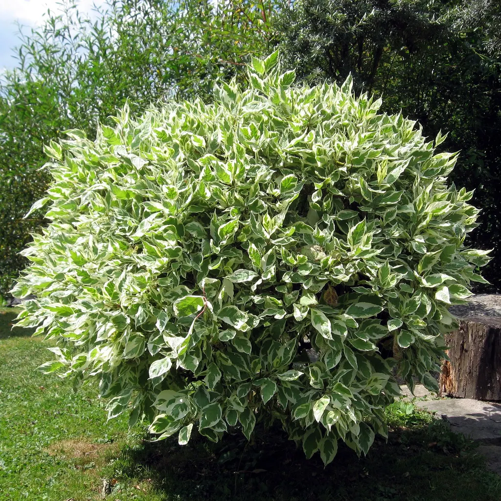 Variegated Weeping Banyon (Ficus Benjamina 'Variegata') — Ideal for focal points or privacy screens, it requires well-drained soil and moderate watering; is a