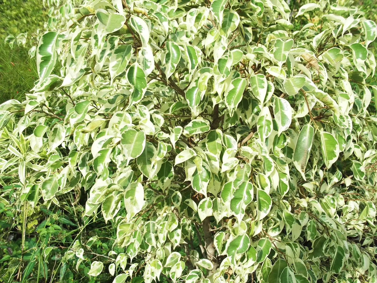 Variegated Weeping Banyon (Ficus Benjamina 'Variegata') — Ideal for focal points or privacy screens, it requires well-drained soil and moderate watering