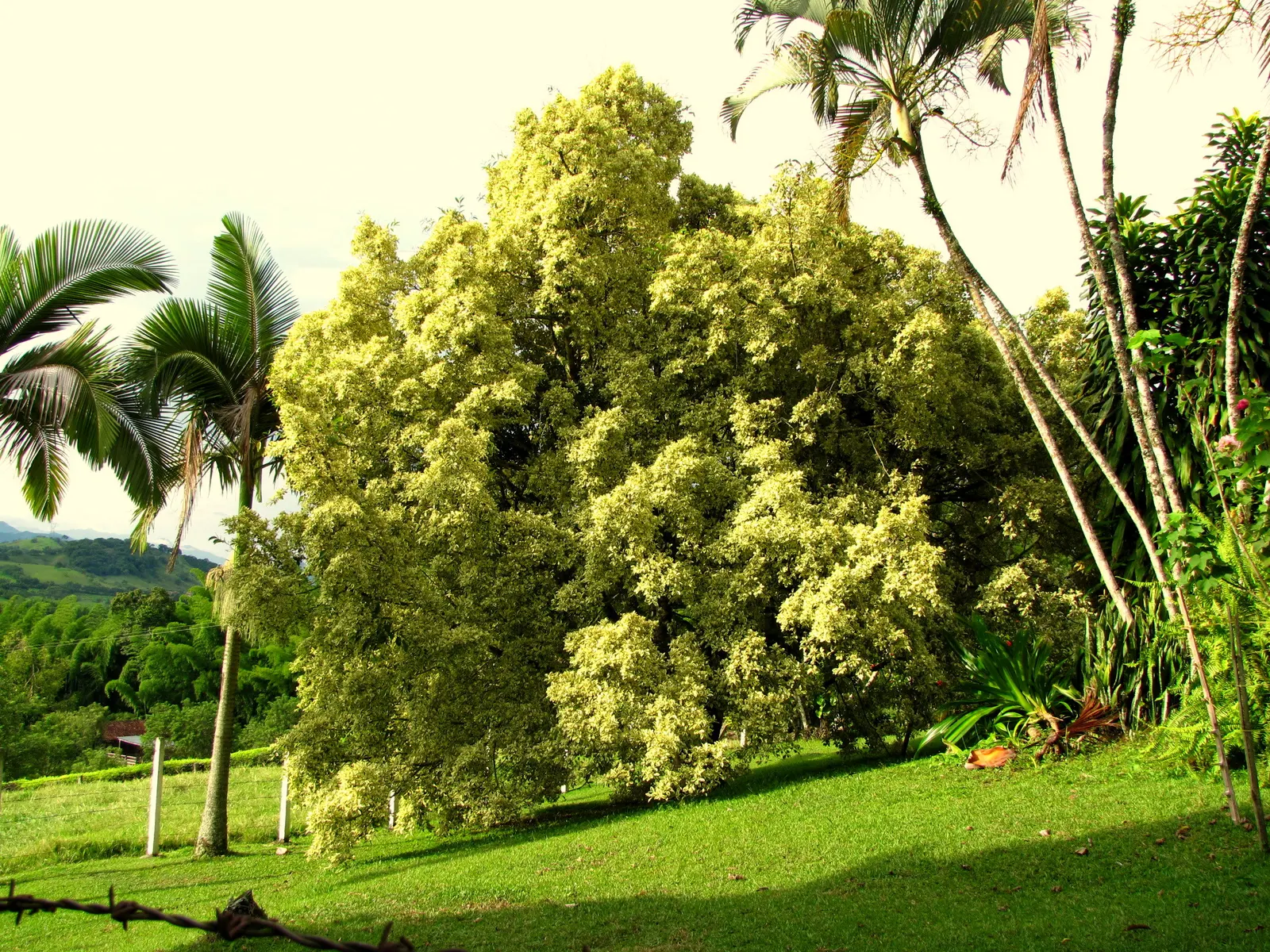 Variegated Weeping Banyon (Ficus Benjamina 'Variegata') — The tree prefers a well-lit environment with indirect sunlight for optimal growth and variegation