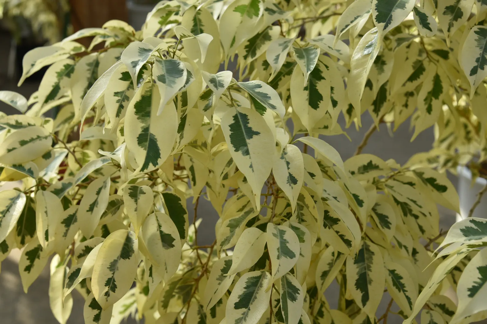 Variegated Weeping Banyon (Ficus Benjamina 'Variegata') — providing a year-round showcase of color and form