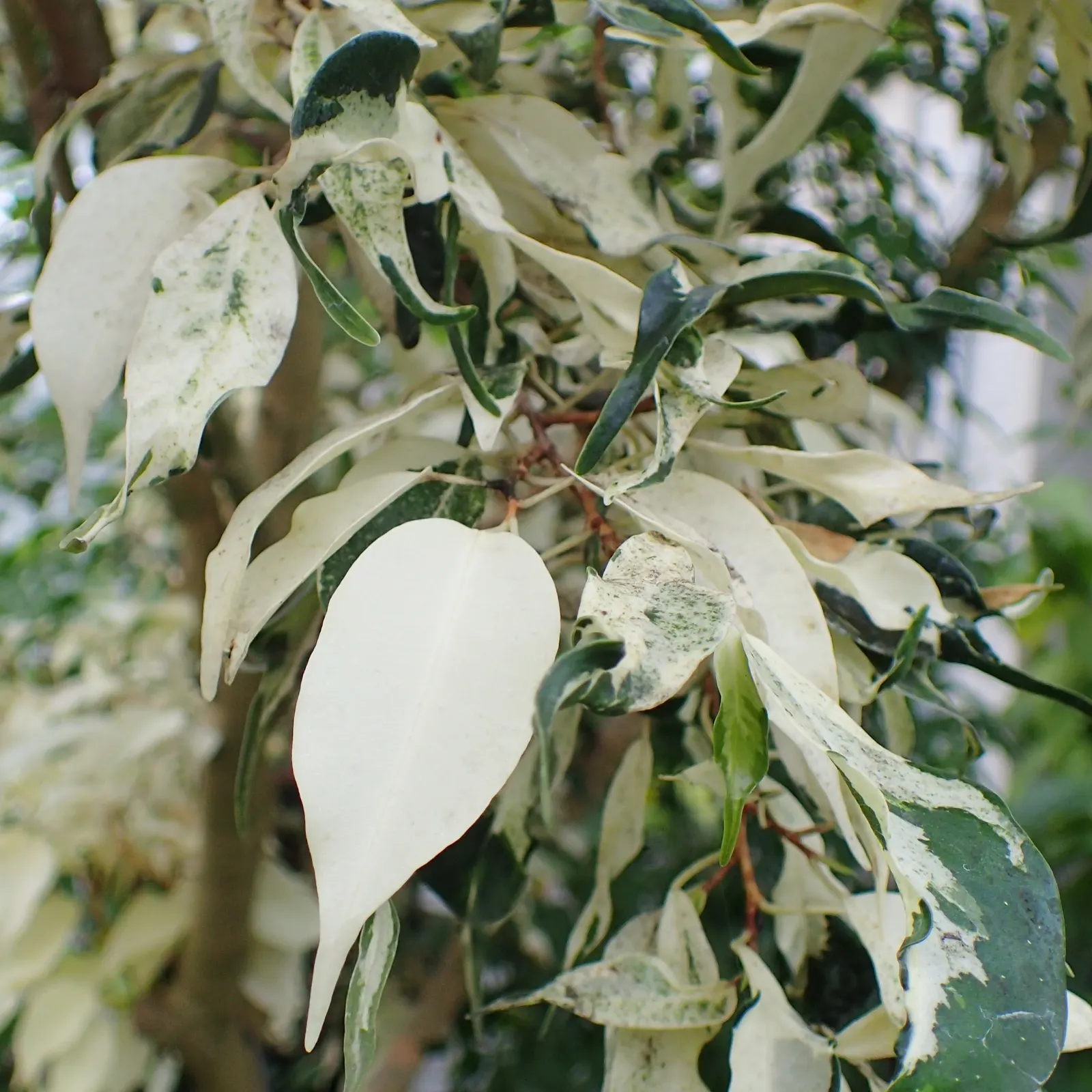 Variegated Weeping Banyon (Ficus Benjamina 'Variegata') — creating a lively contrast with the dark bark.<br><br>Able to reach up to 10 to 15 feet in height