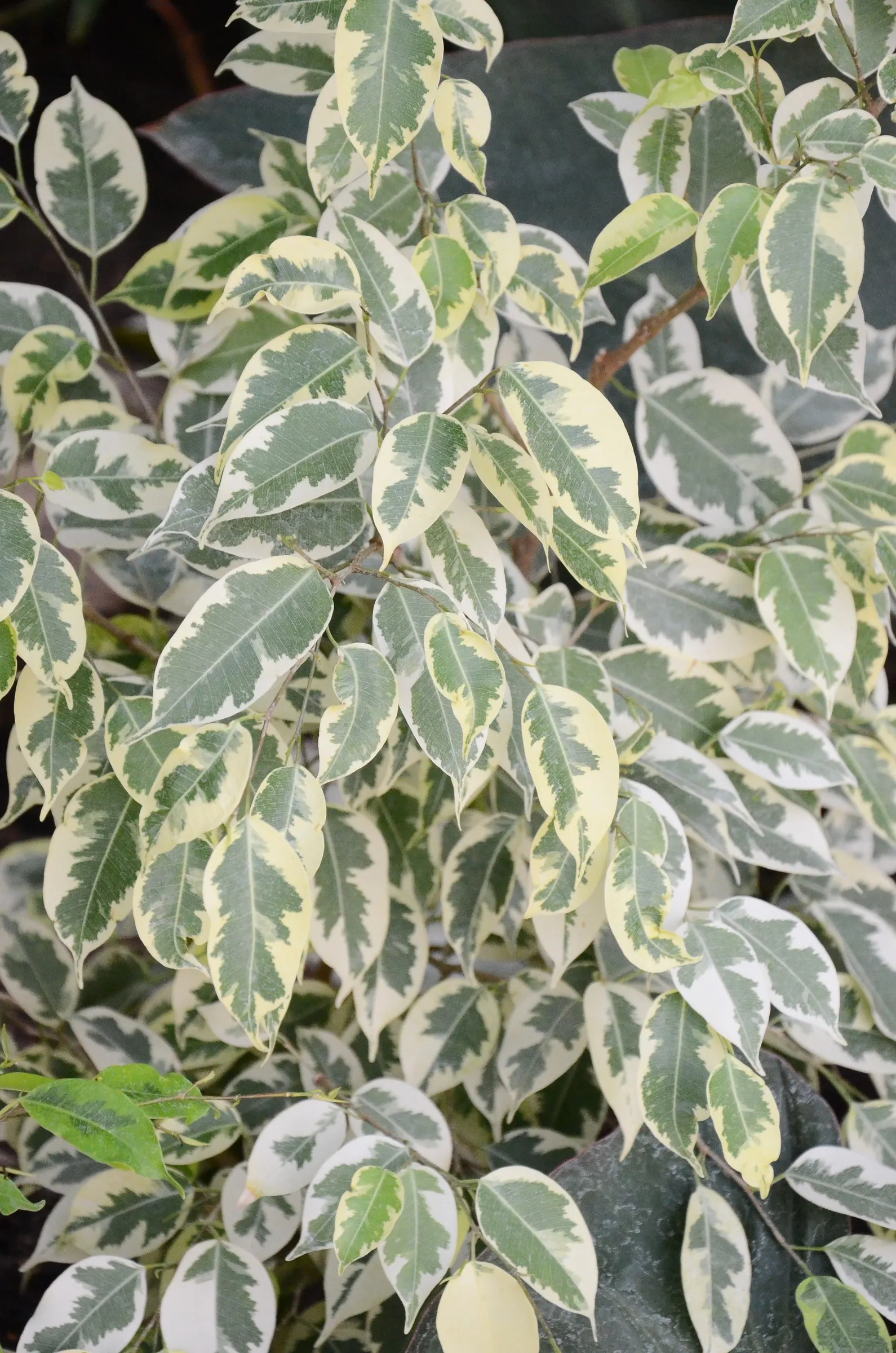 Variegated Weeping Banyon (Ficus Benjamina 'Variegata') — It is relatively pest-resistant, however, keep a lookout for common issues like aphids, scale, or