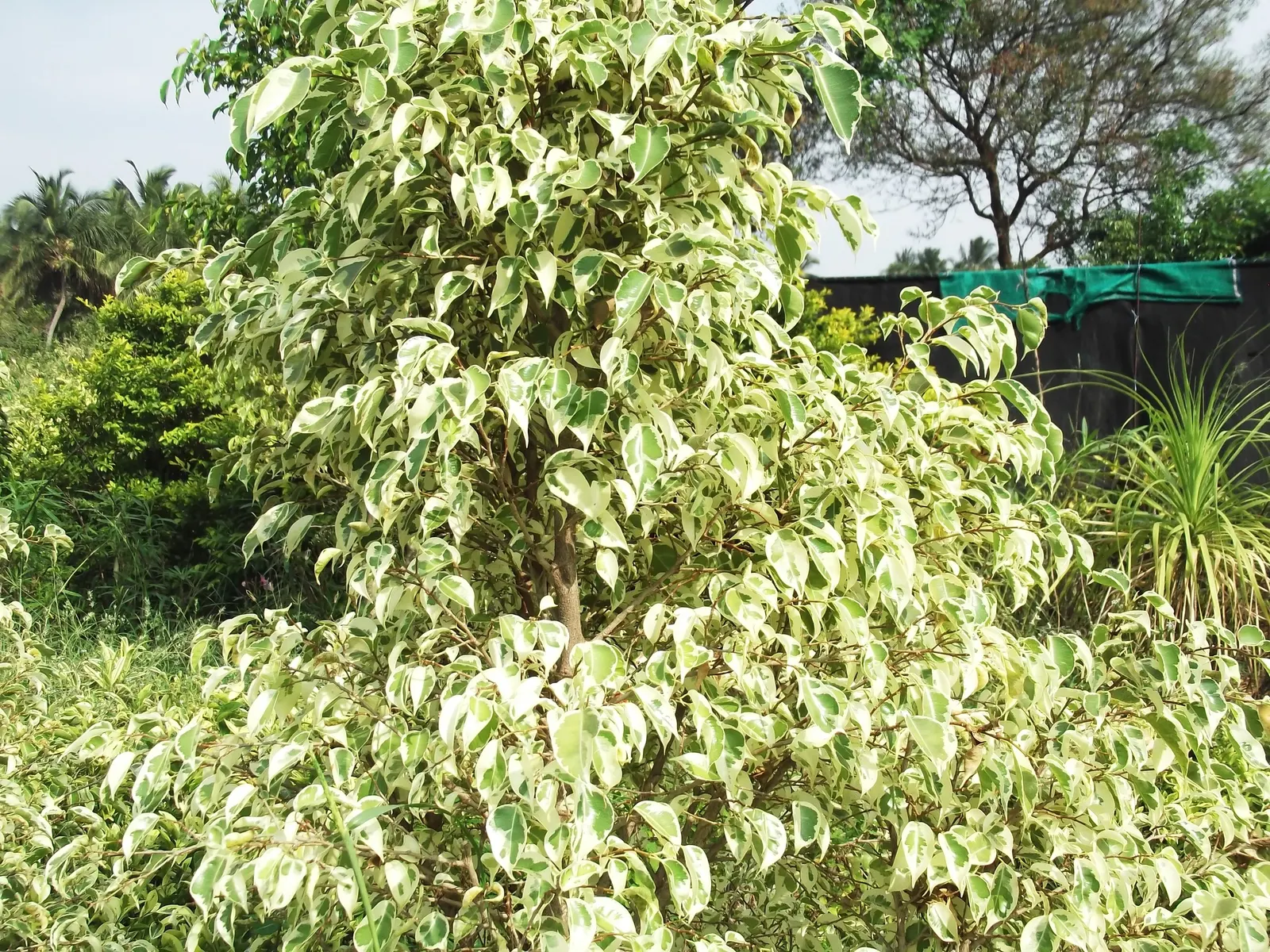 Variegated Weeping Banyon (Ficus Benjamina 'Variegata') — is a stunning cultivar that offers a touch of elegance and tropical flair to any landscape design