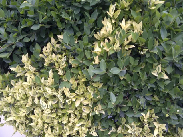 Variegated Weeping Banyon (Ficus Benjamina 'Variegata') — this variegated cultivar thrives in hardiness zones 10 through 12; providing a year-round showcase of