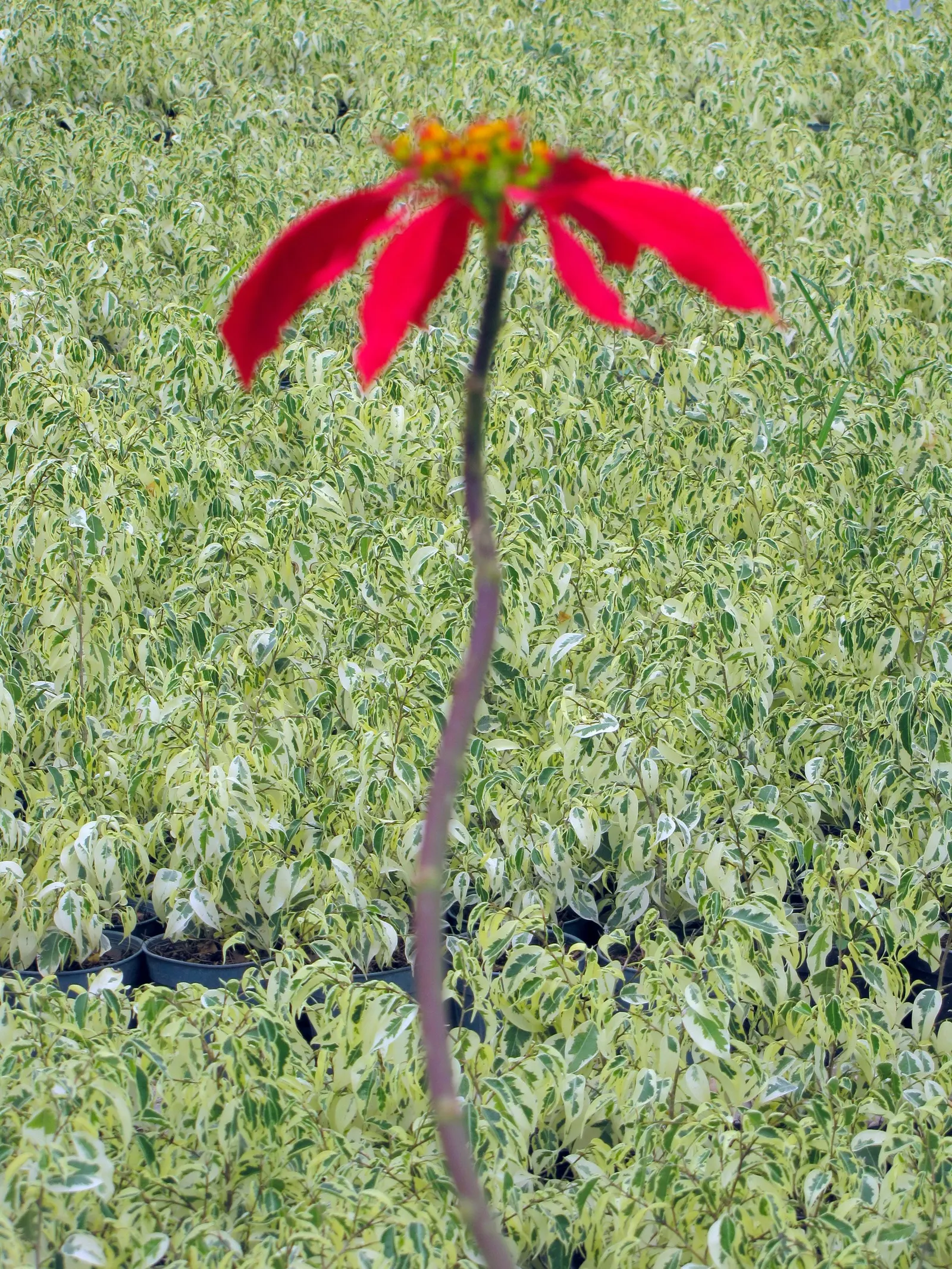 Variegated Weeping Banyon (Ficus Benjamina 'Variegata') — this variegated cultivar thrives in hardiness zones 10 through 12