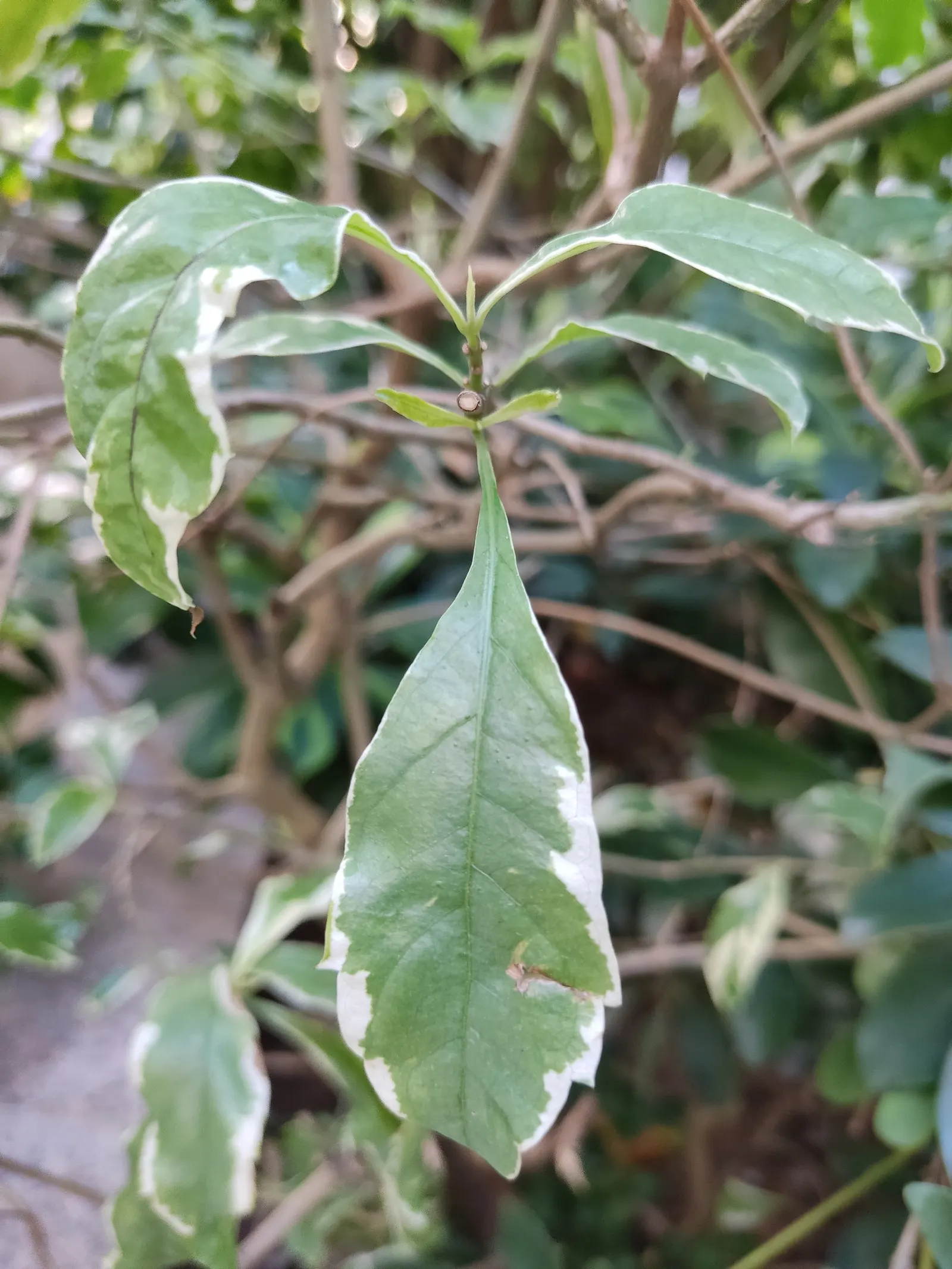 Variegated Weeping Banyon (Ficus Benjamina 'Variegata') — The Variegated Weeping Fig