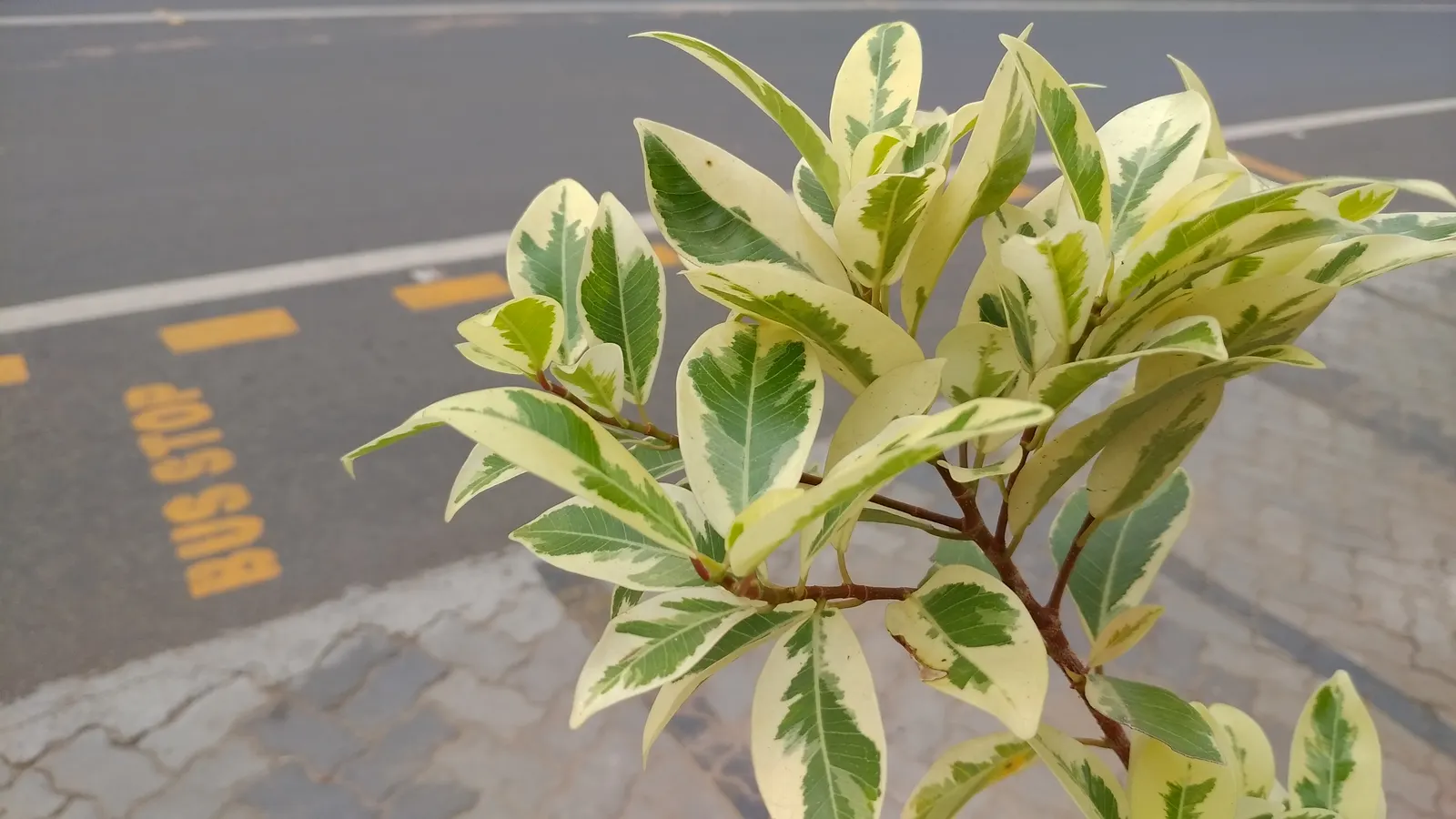 Variegated Weeping Banyon (Ficus Benjamina 'Variegata') — scientifically known as Ficus benjamina 'Variegata'; the Variegated Weeping Fig will be an exquisite