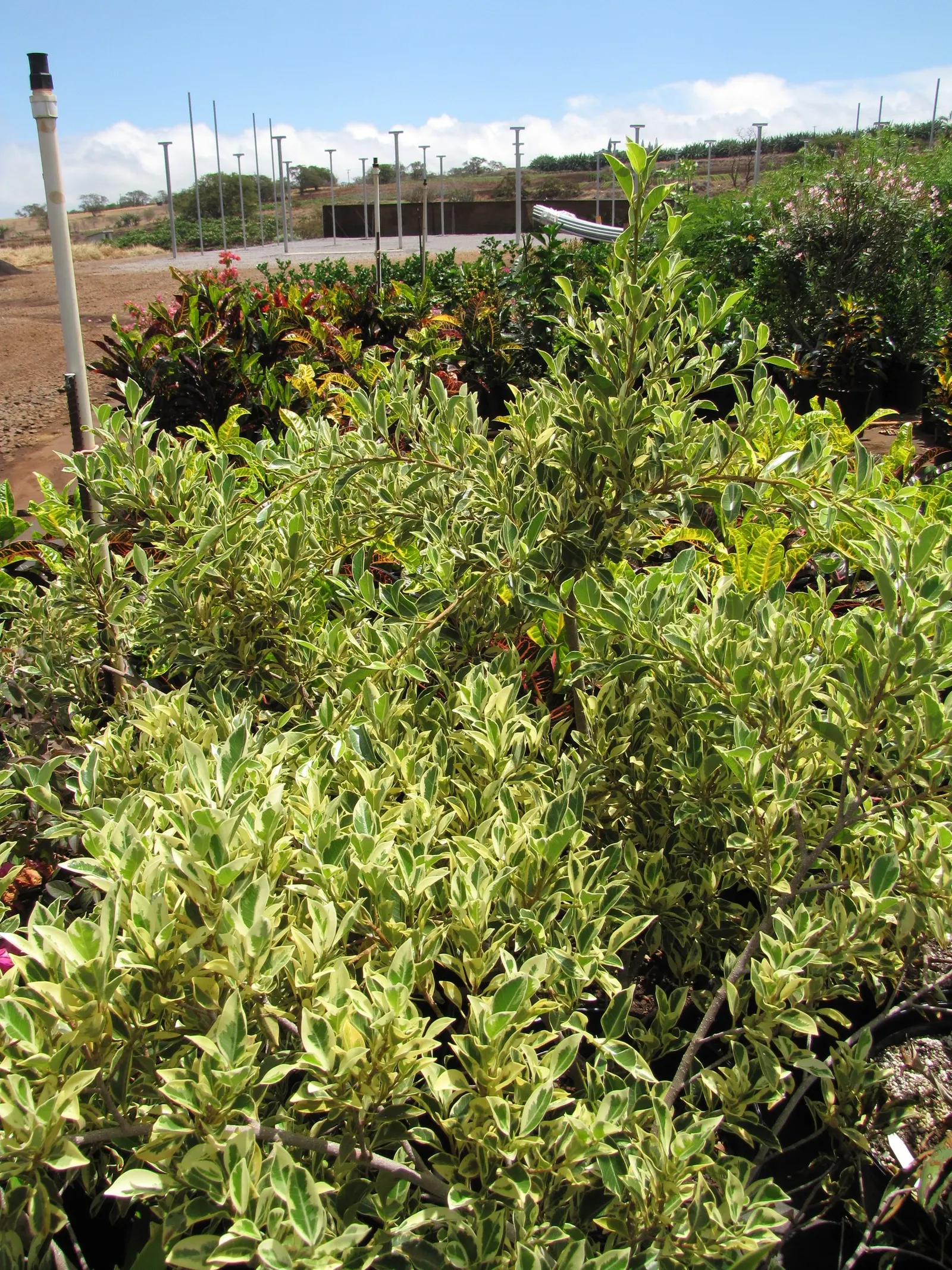 Variegated Weeping Banyon (Ficus Benjamina 'Variegata') — Thriving in bright, indirect light, this cultivar typically reaches 8 to 10 feet tall in landscapes