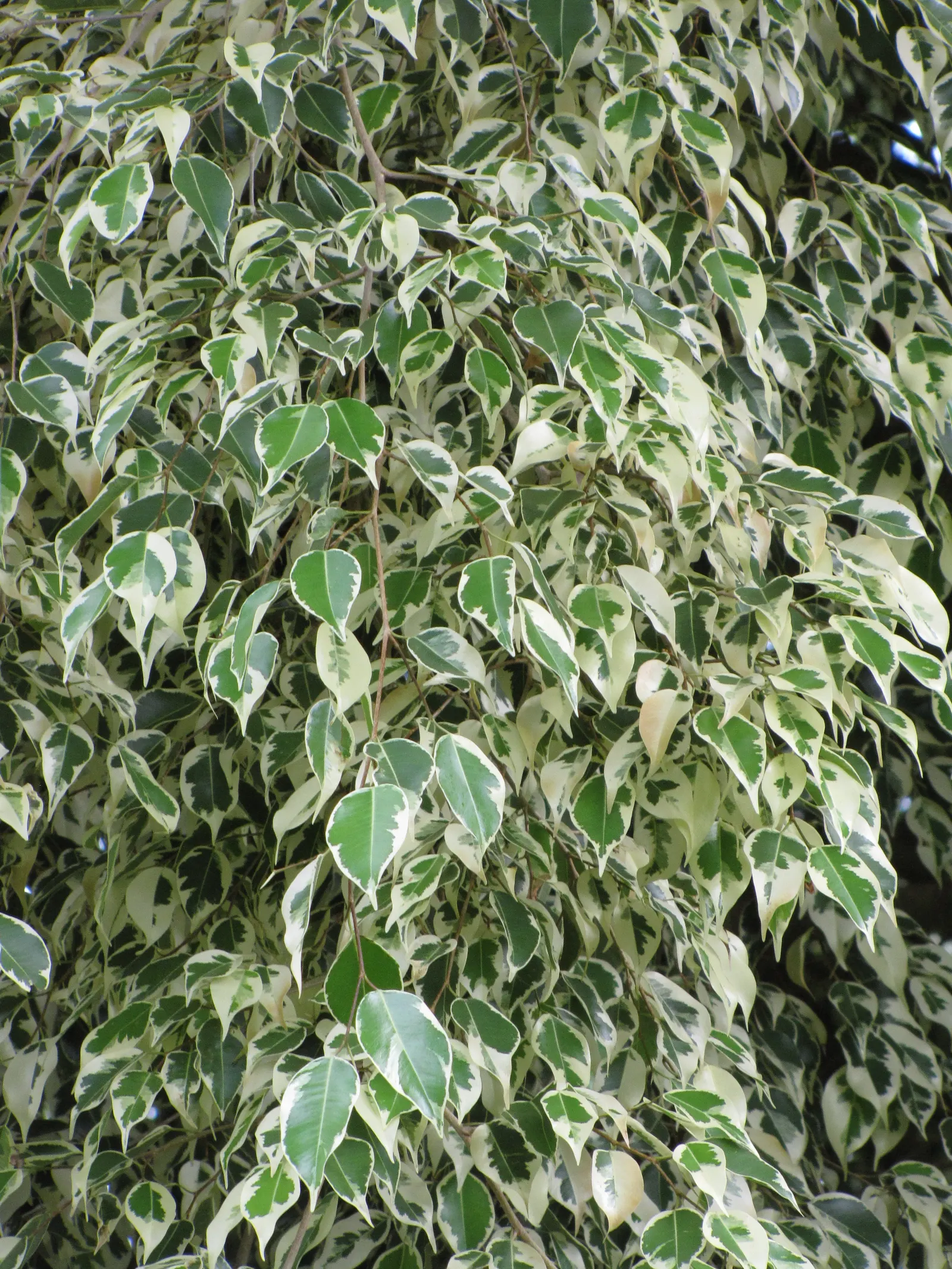 Variegated Weeping Banyon (Ficus Benjamina 'Variegata') — is a stunning cultivar that offers a touch of elegance and tropical flair to any, image 32