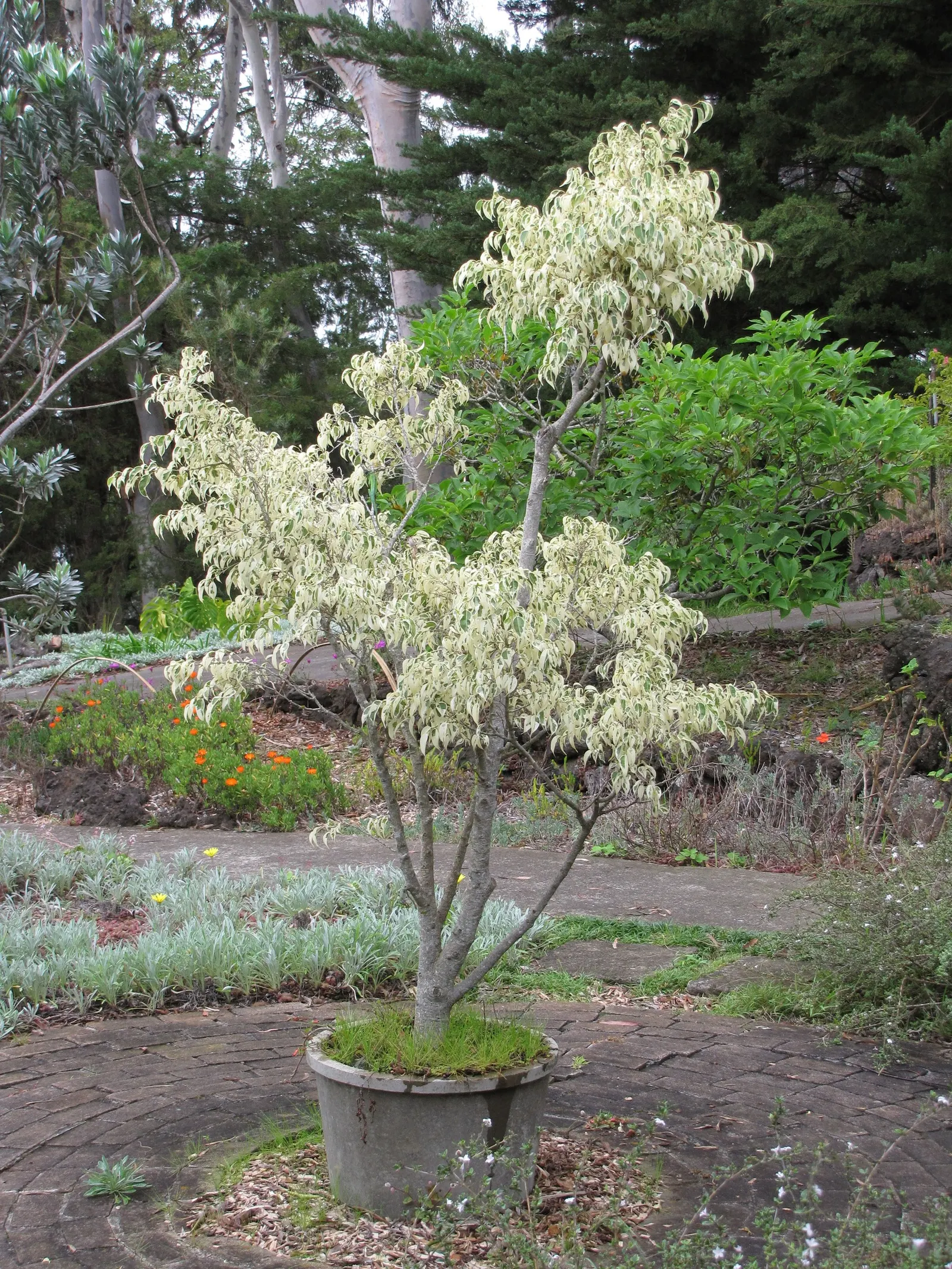Variegated Weeping Banyon (Ficus Benjamina 'Variegata') — drooping branches adorned with glossy; ideally during the growing season