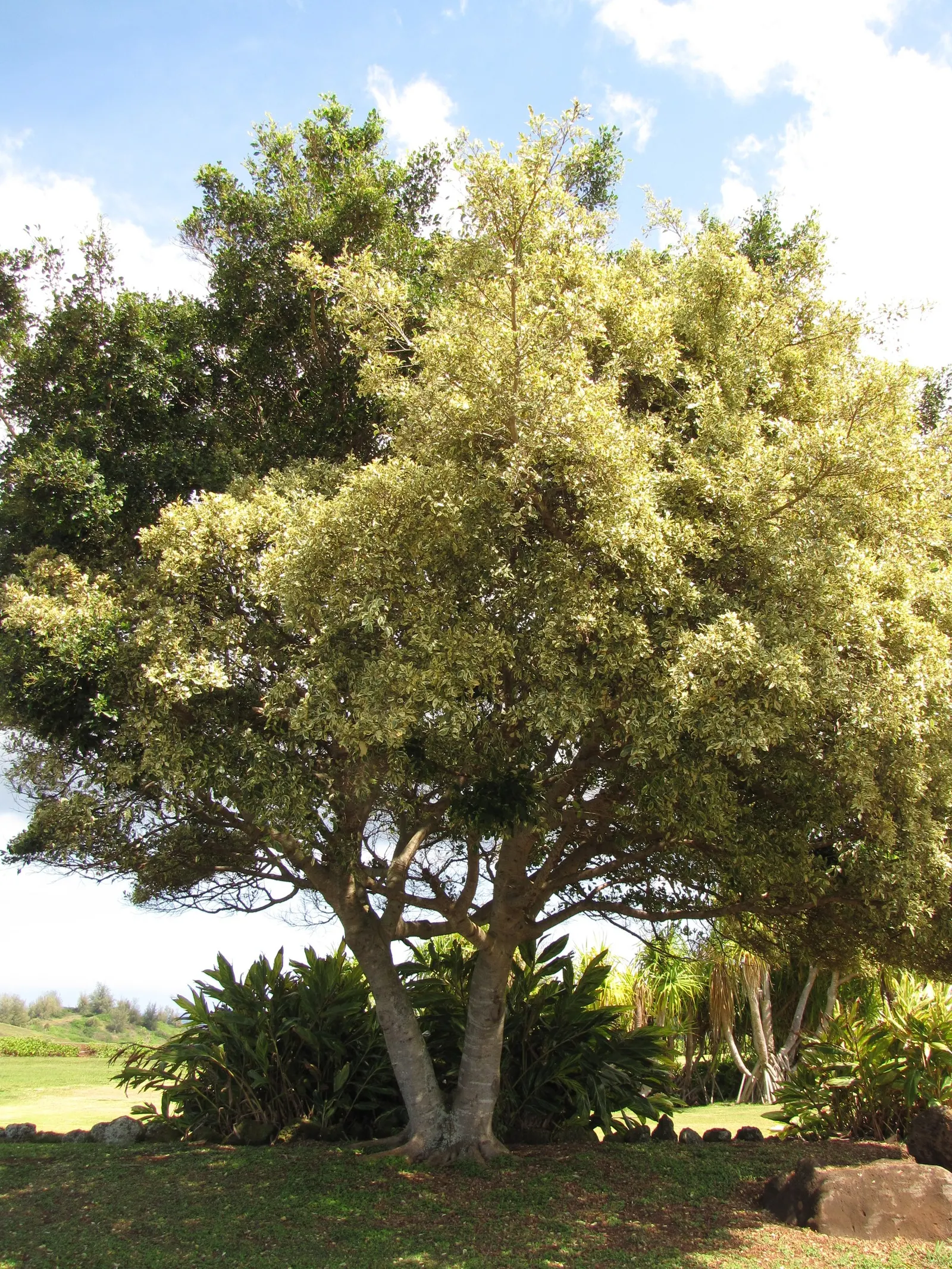 Variegated Weeping Banyon (Ficus Benjamina 'Variegata') — This ornamental tree is noted for its graceful