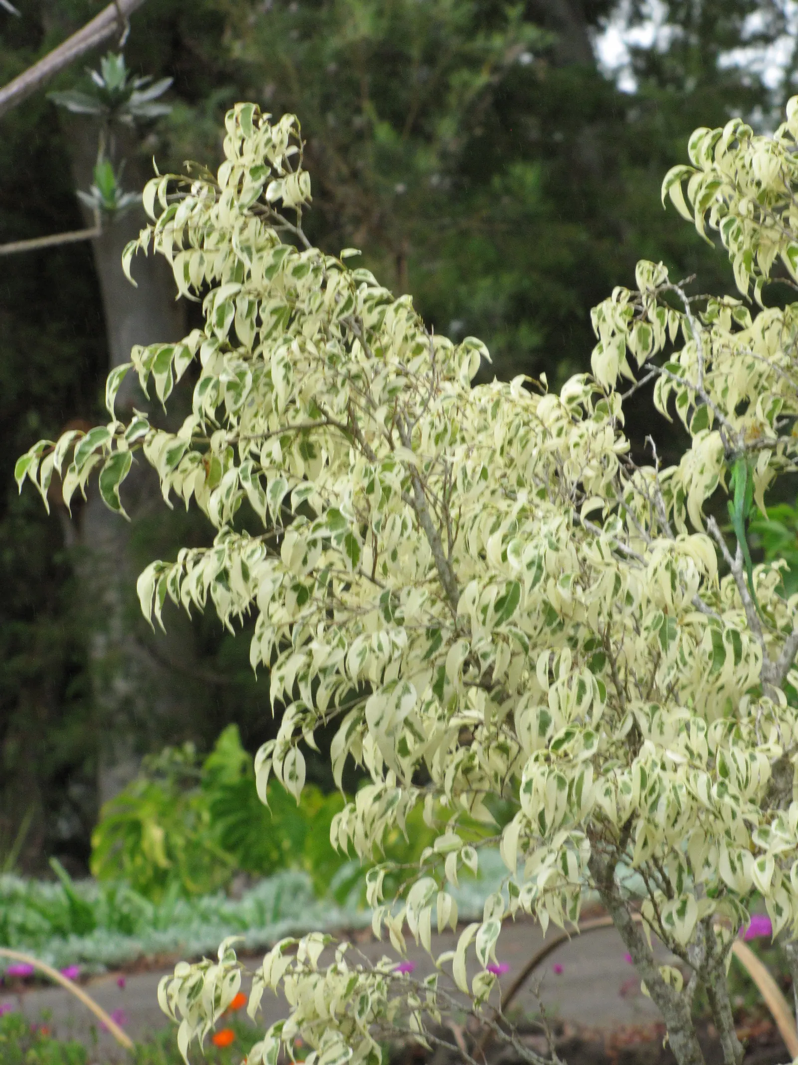 Variegated Weeping Banyon (Ficus Benjamina 'Variegata') — The tree prefers a well-lit environment with indirect sunlight for optimal growth and, image 39