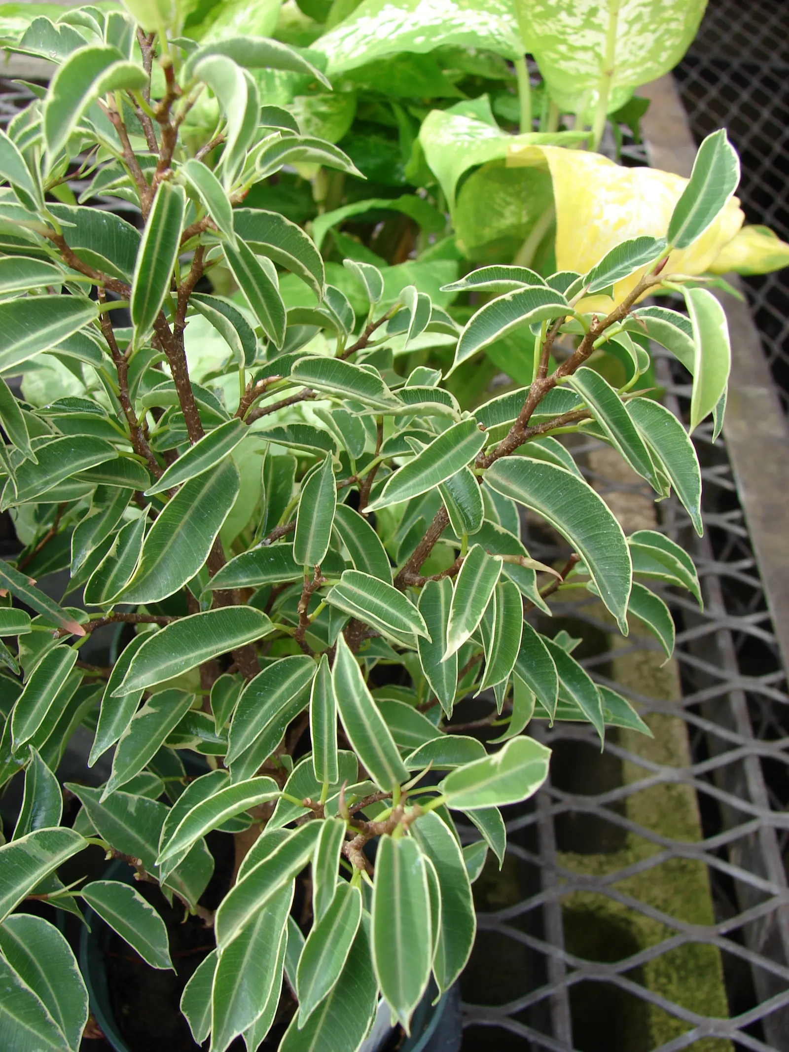Variegated Weeping Banyon (Ficus Benjamina 'Variegata') — It flourishes in well-draining soil and requires moderate watering