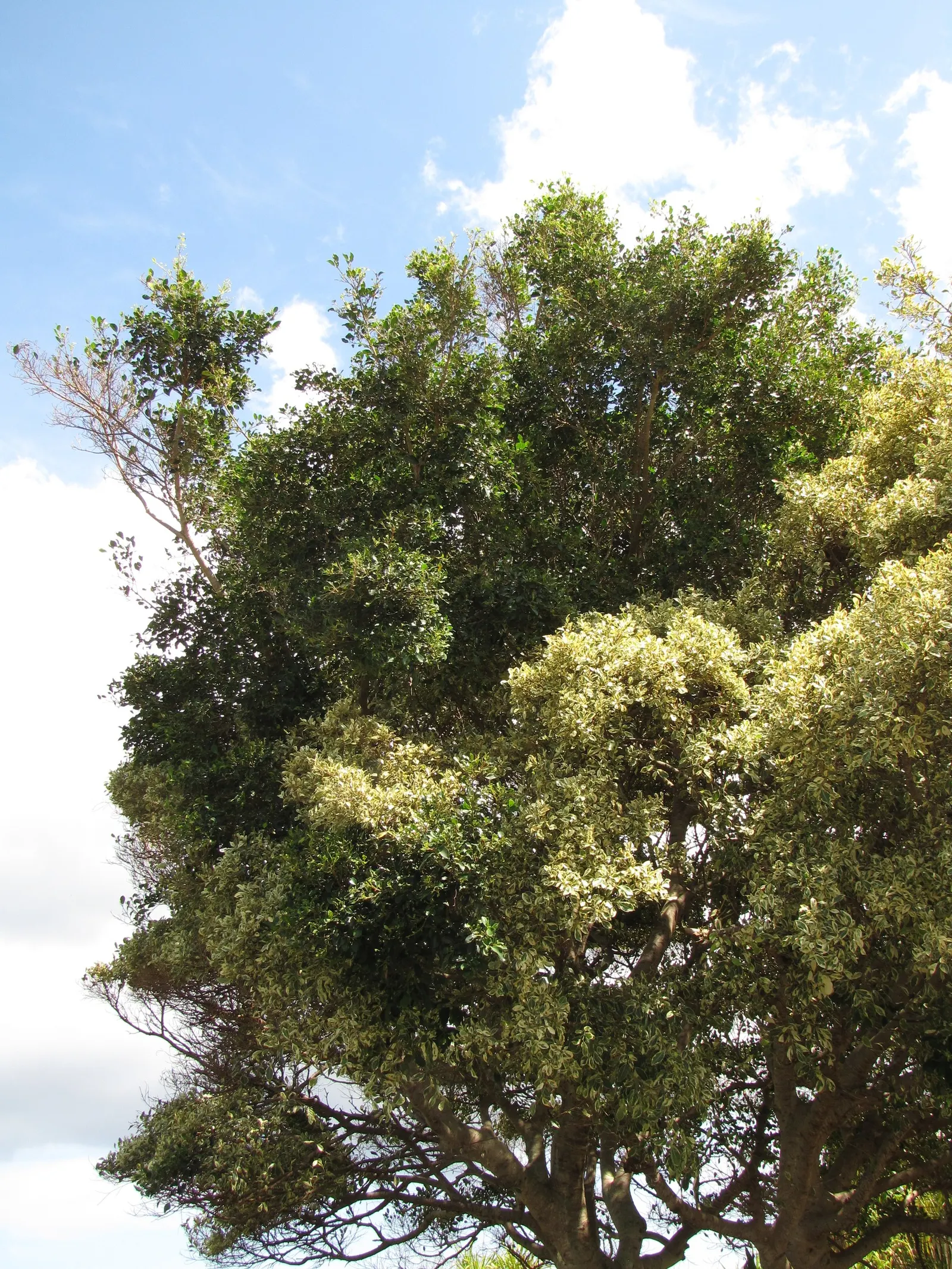 Variegated Weeping Banyon (Ficus Benjamina 'Variegata') — scientifically known as Ficus benjamina 'Variegata'