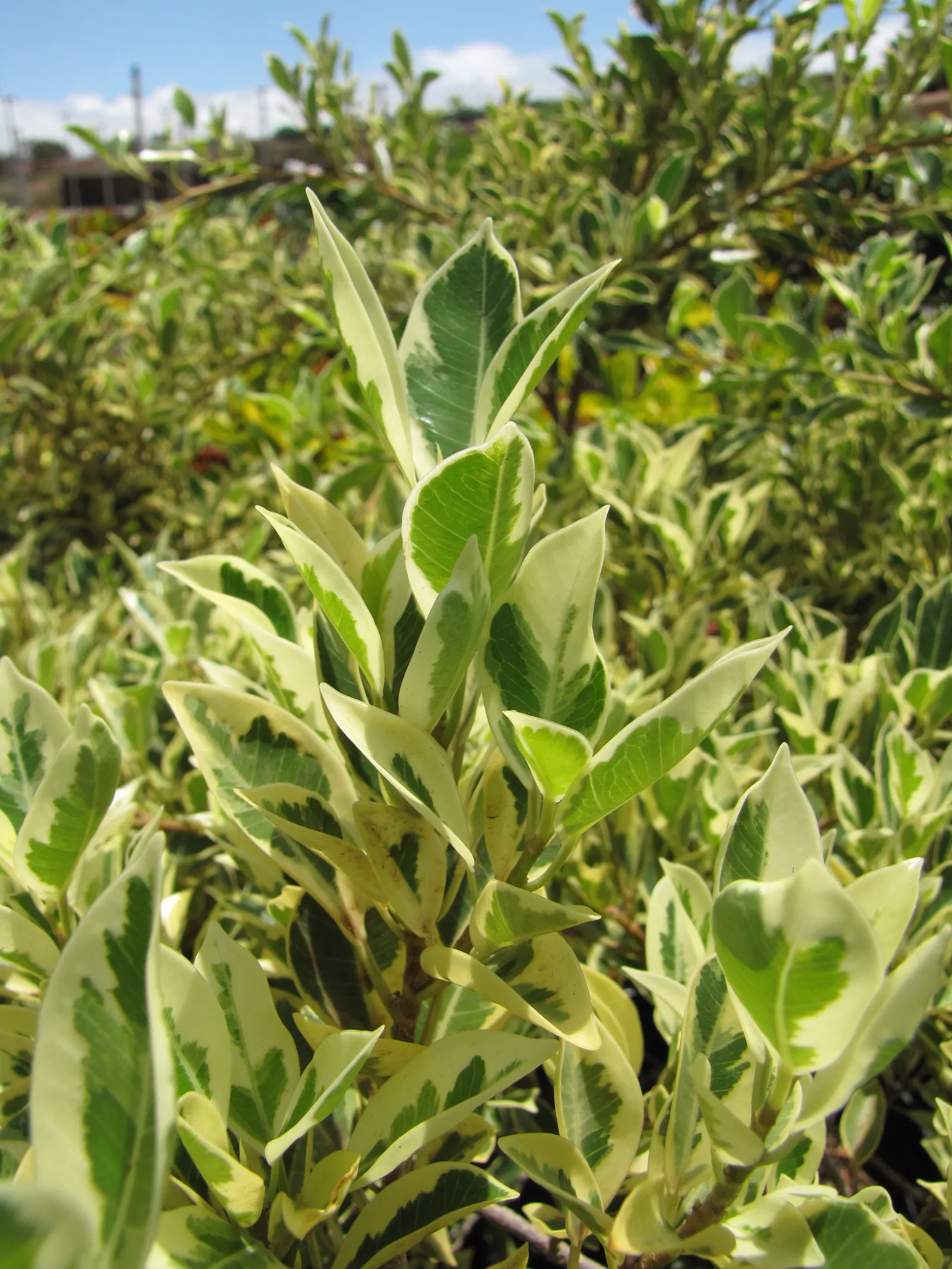 Variegated Weeping Banyon (Ficus Benjamina 'Variegata') — variegated leaves that feature a blend of cream; is a stunning ornamental known for its graceful